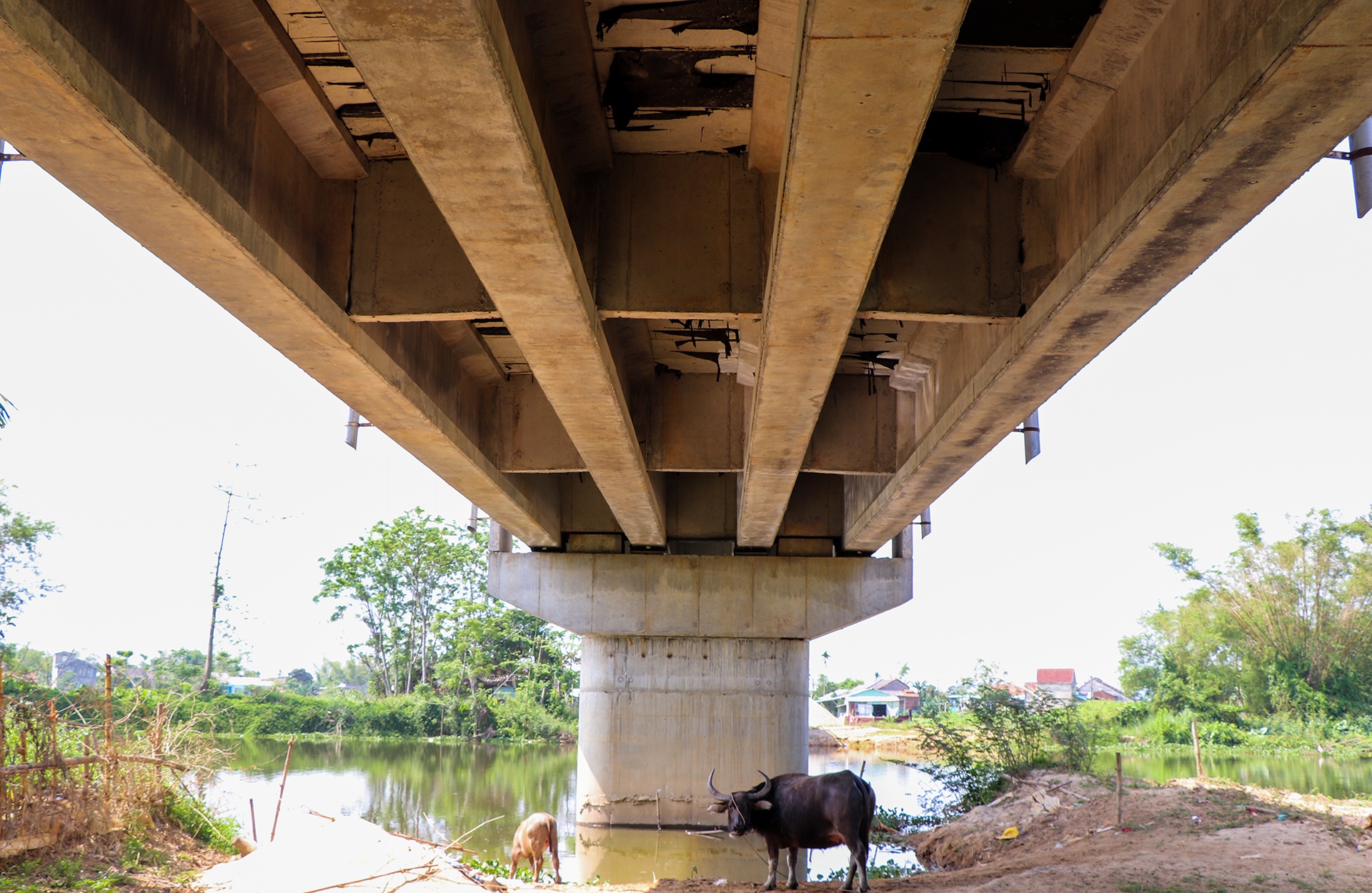 cau 51 ty khong co duong dan anh 5