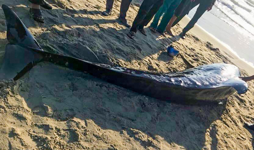 Ca heo nang 200 kg troi dat vao bo bien Quang Nam hinh anh