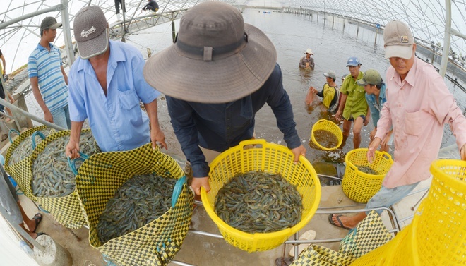 Tom mien Trung rot gia hon 20% hinh anh