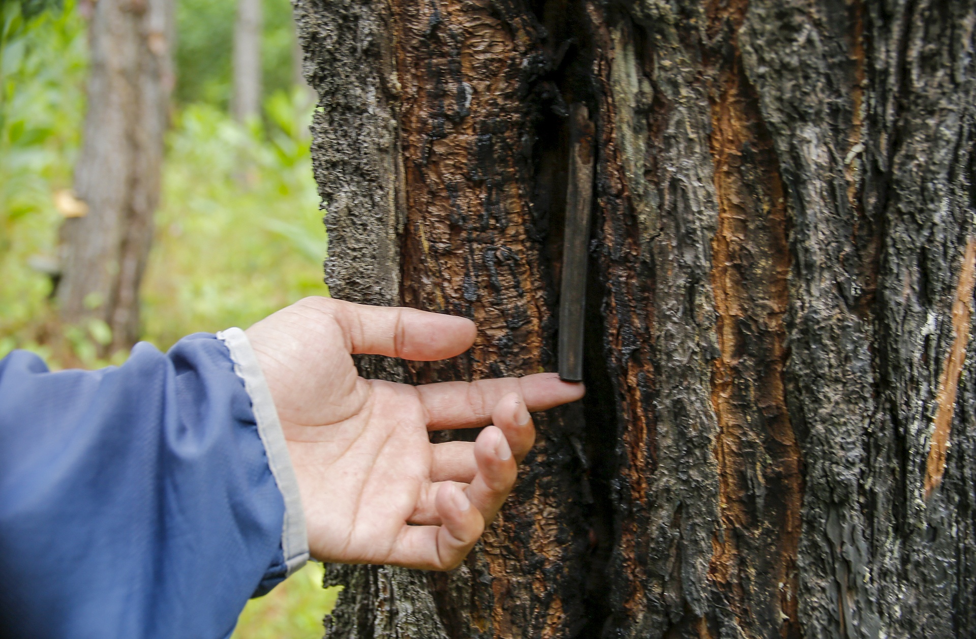Hang tram cay thong o Quang Nam bi duc lo, do hoa chat dau doc hinh anh