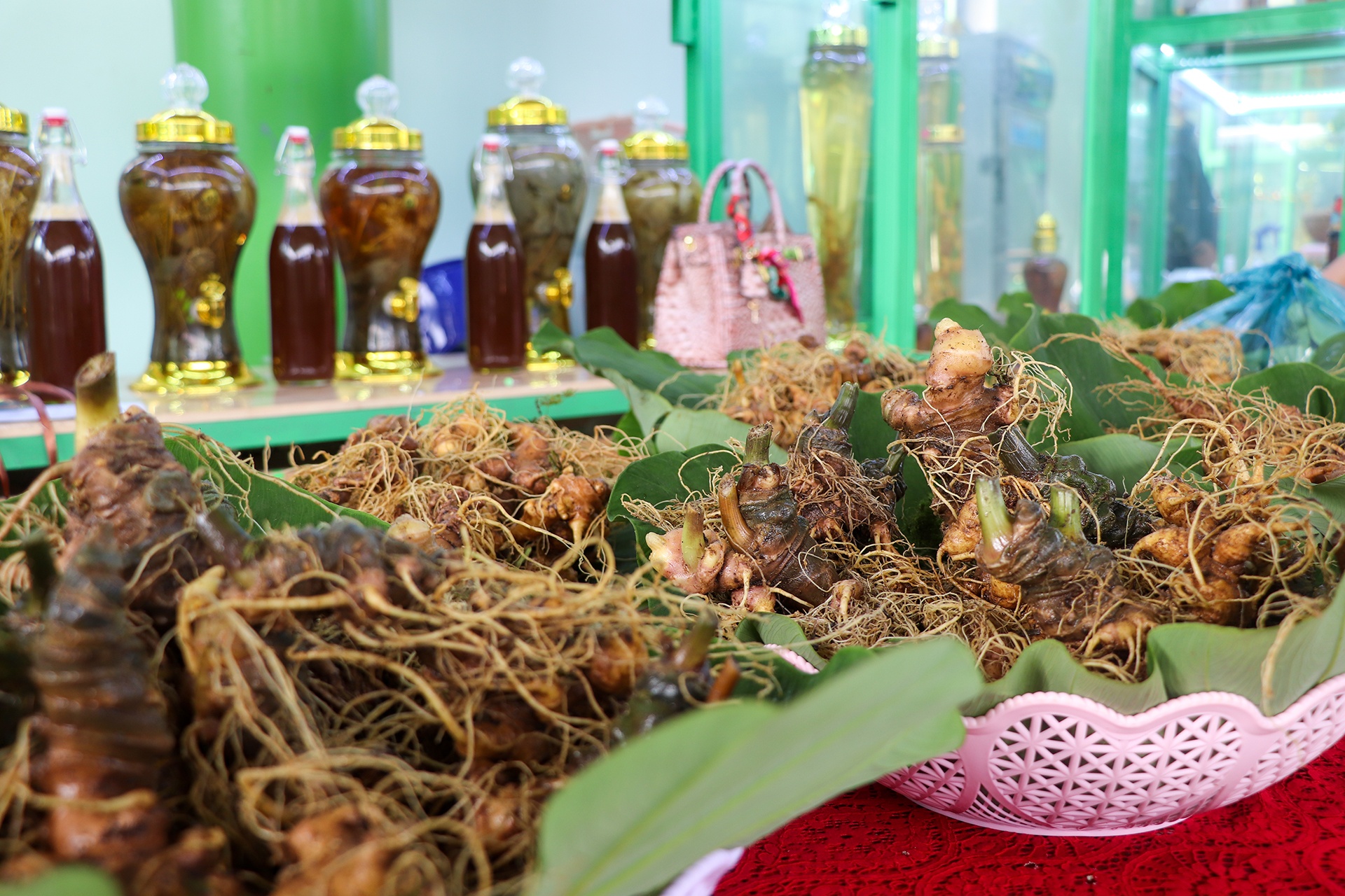 Phat trien sam Ngoc Linh thanh nganh cong nghiep ty USD hinh anh