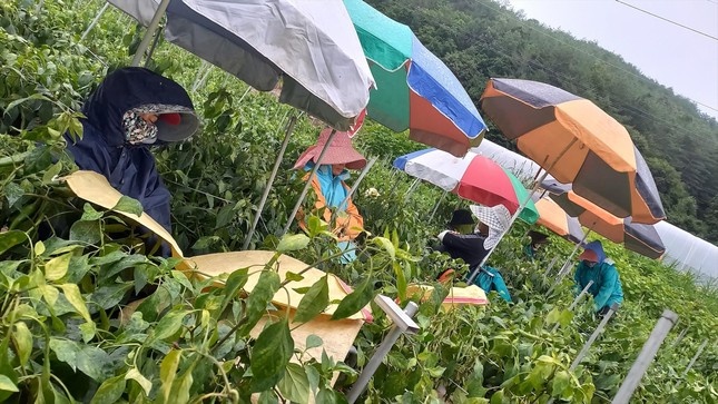 Bay xuat ngoai de… lam nong hinh anh