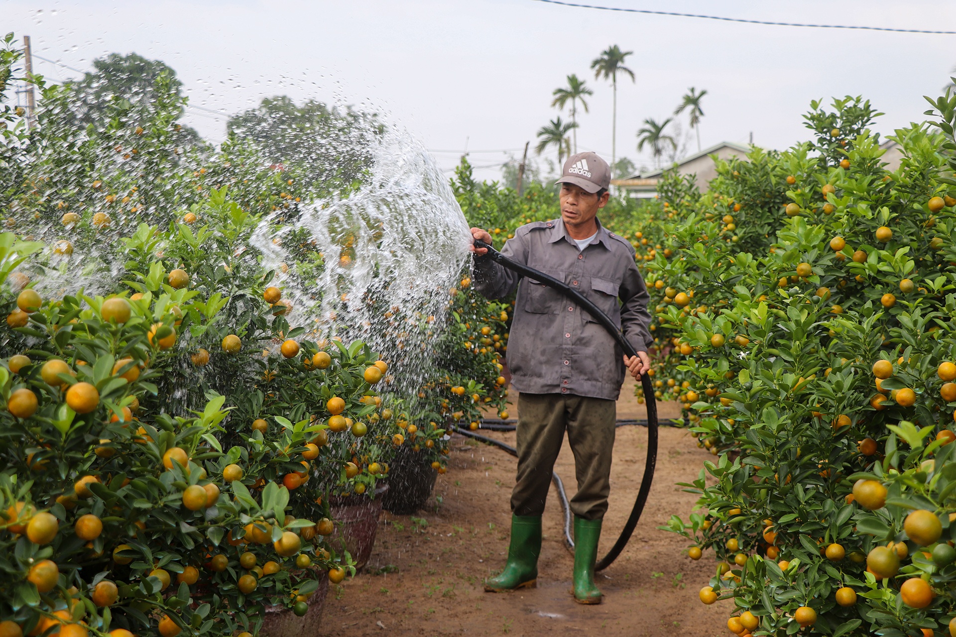 Vua quat lon nhat mien Trung chay hang, gia tang 20-30% hinh anh