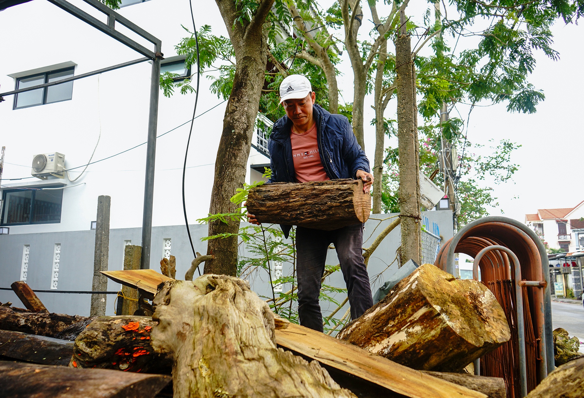 meo go Quy Mao anh 1