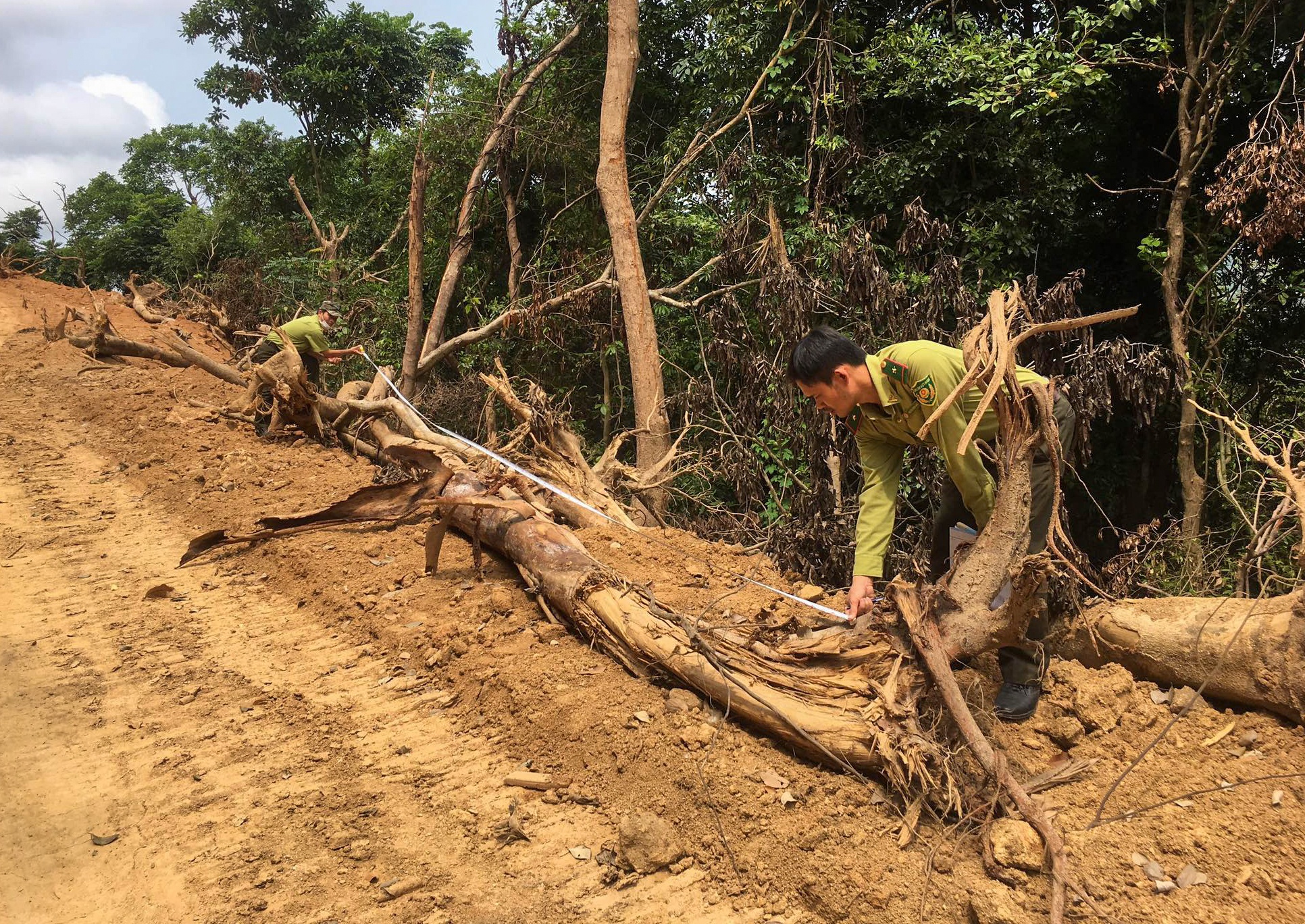 pha rung lam duong anh 1