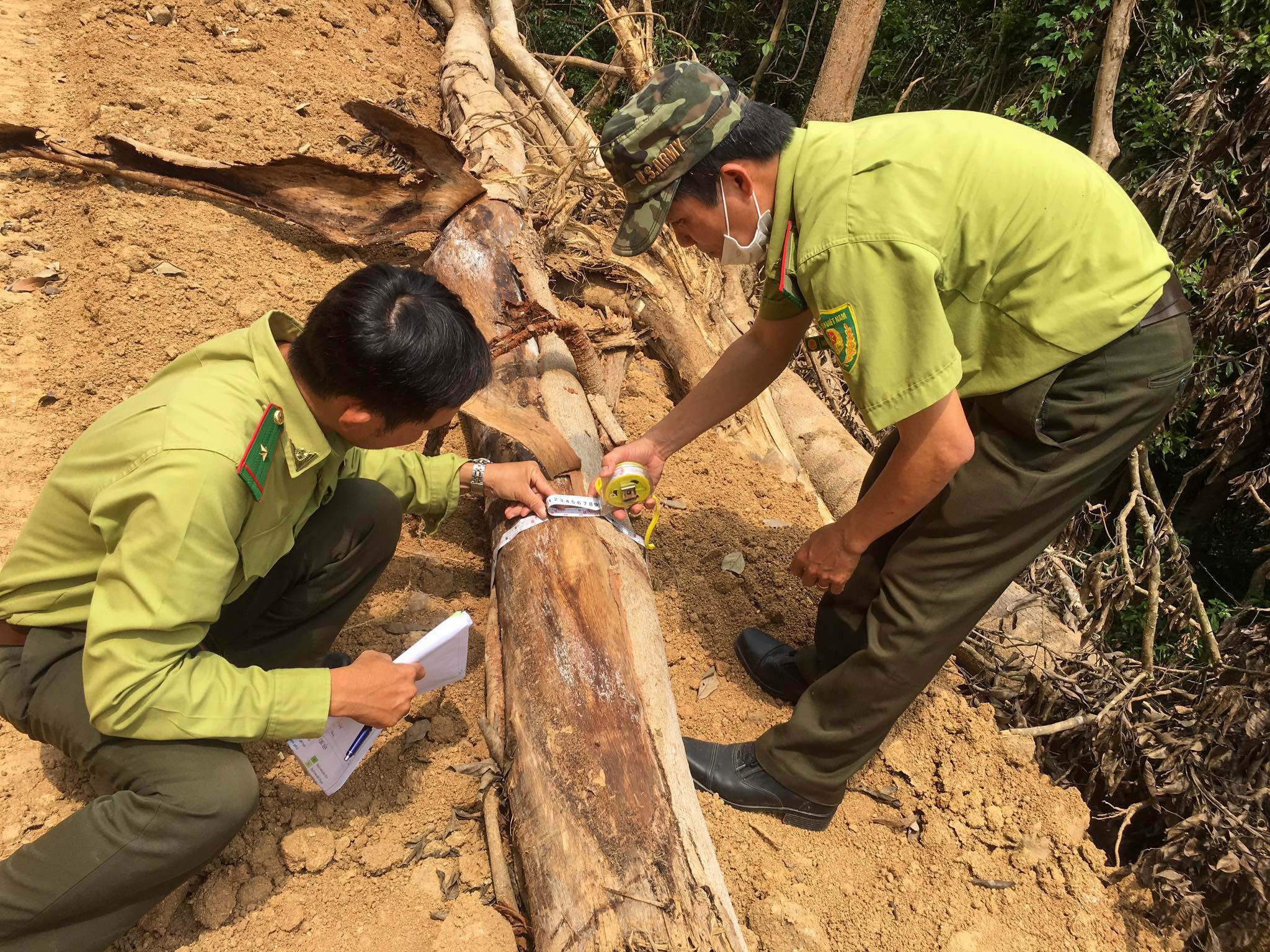 Chu tich Quang Ngai yeu cau bao cao vu pha rung de mo duong cong vu hinh anh