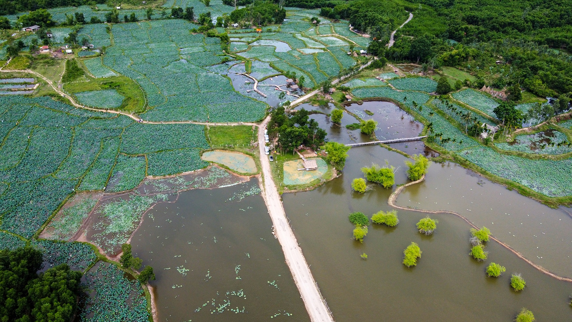 dam sen Tra Ly anh 1