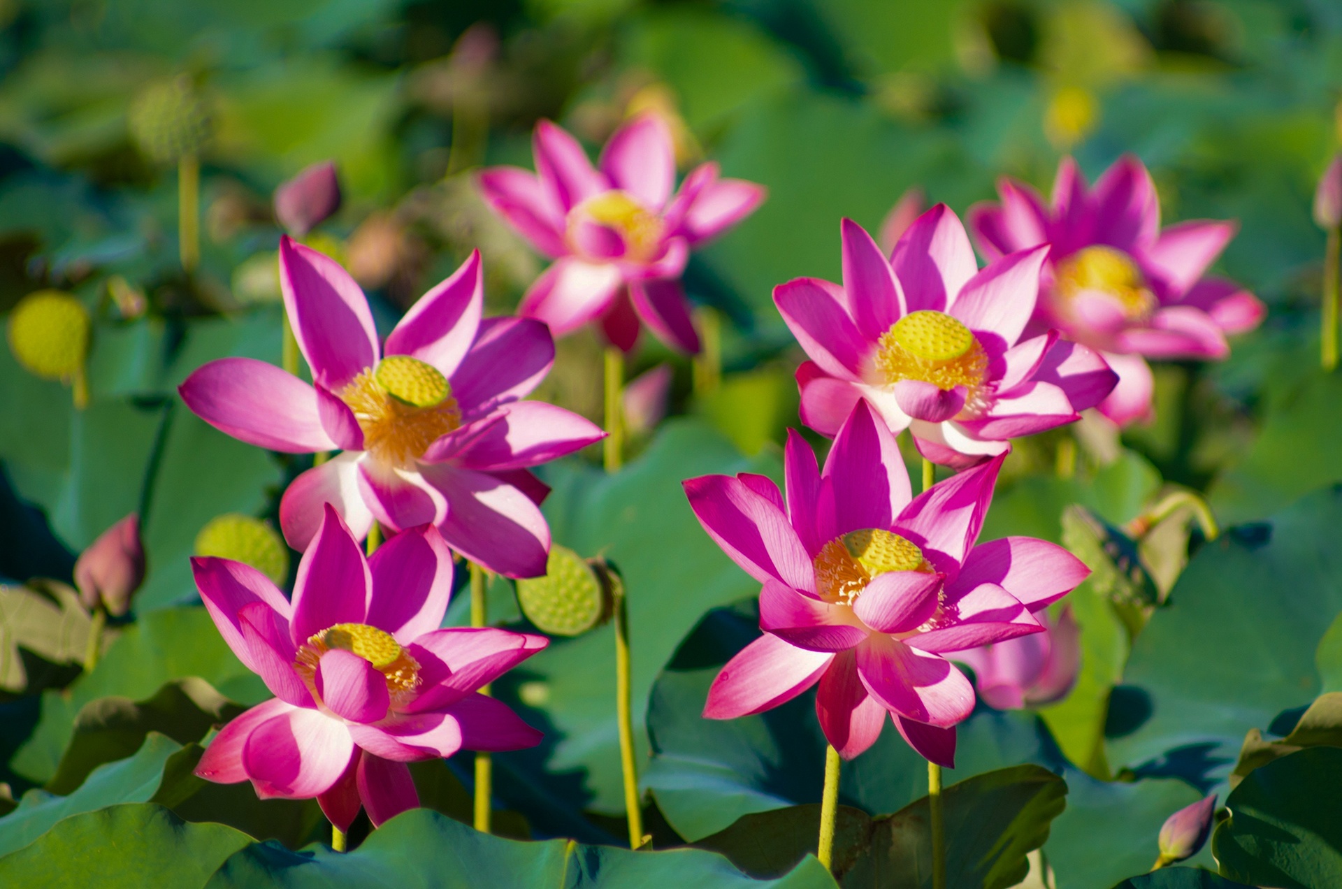 dam sen Tra Ly anh 3