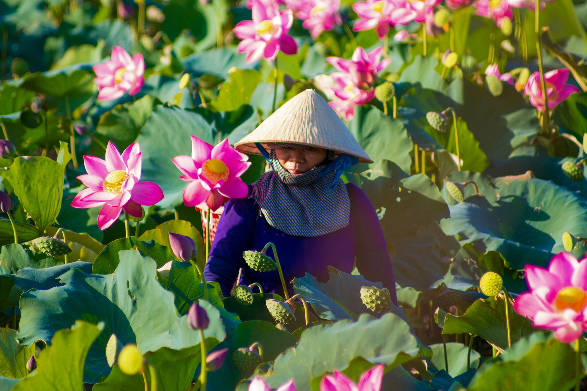 dam sen Tra Ly anh 7