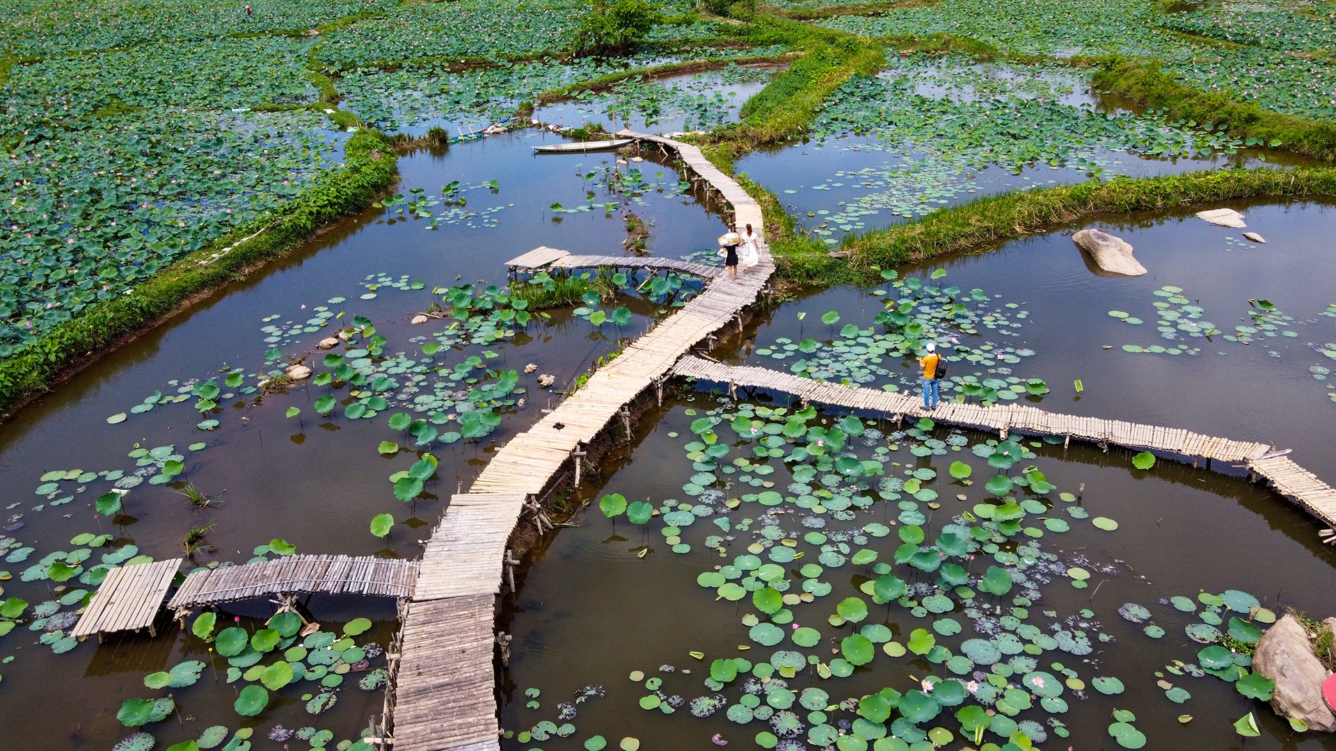 dam sen Tra Ly anh 9