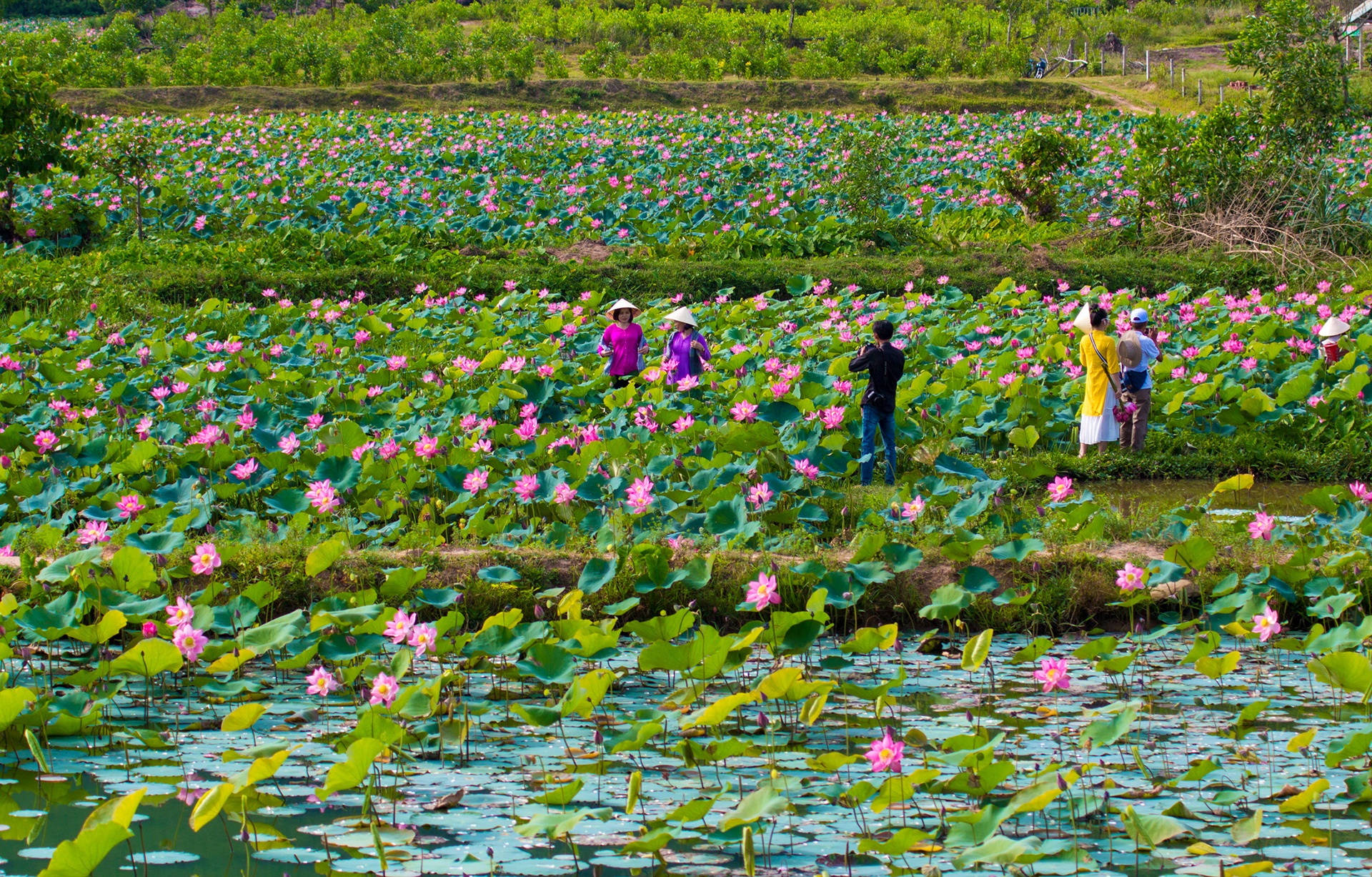 dam sen Tra Ly anh 2