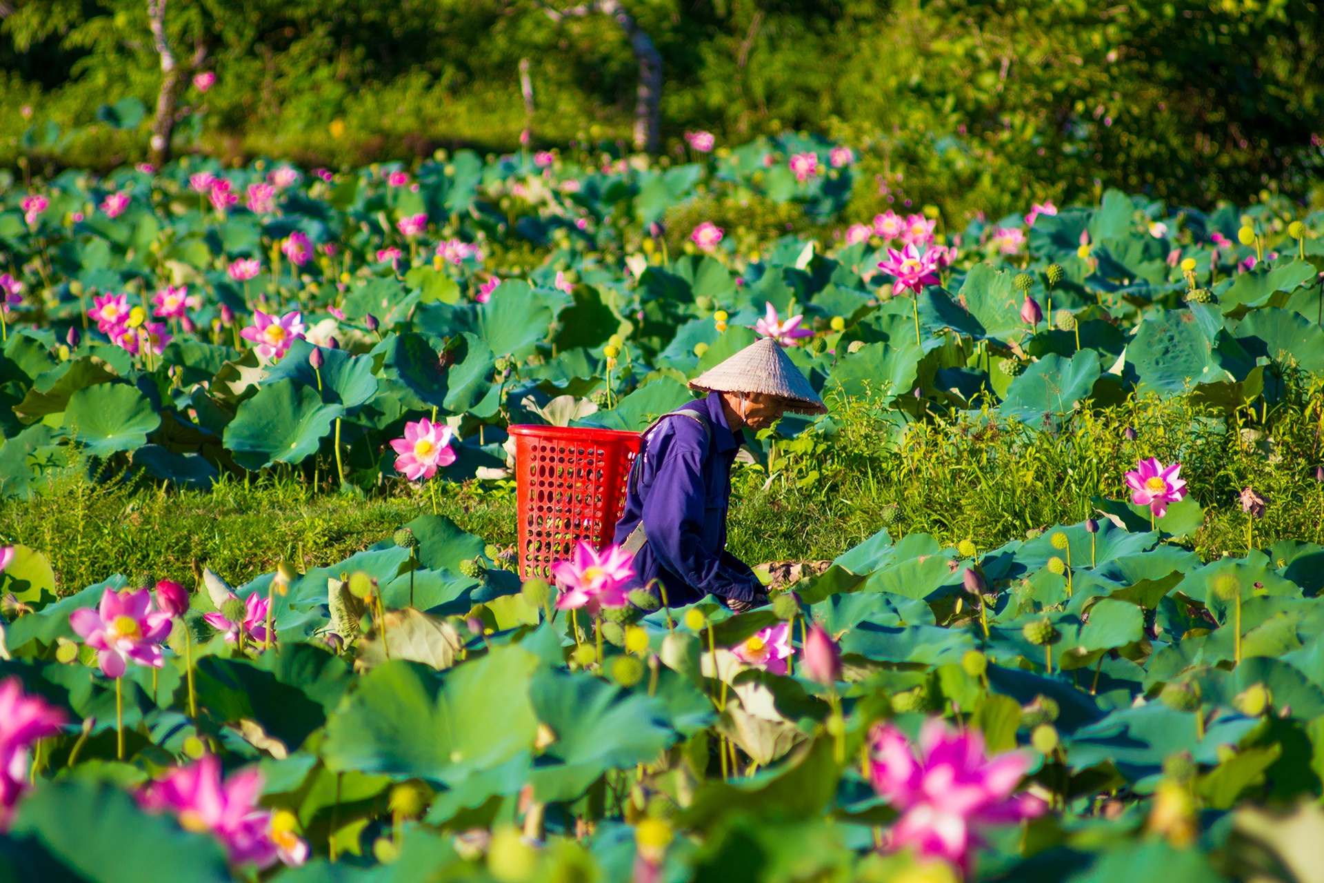 dam sen Tra Ly anh 6