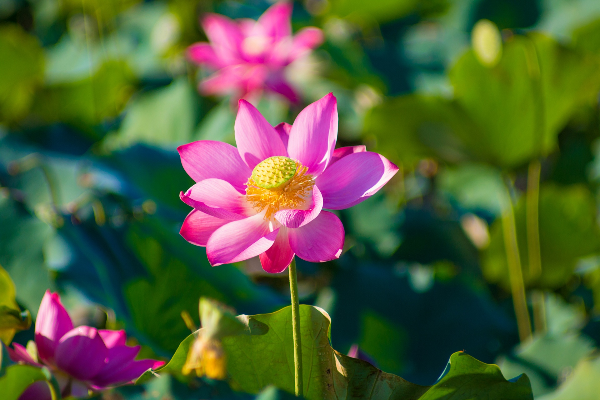 dam sen Tra Ly anh 5