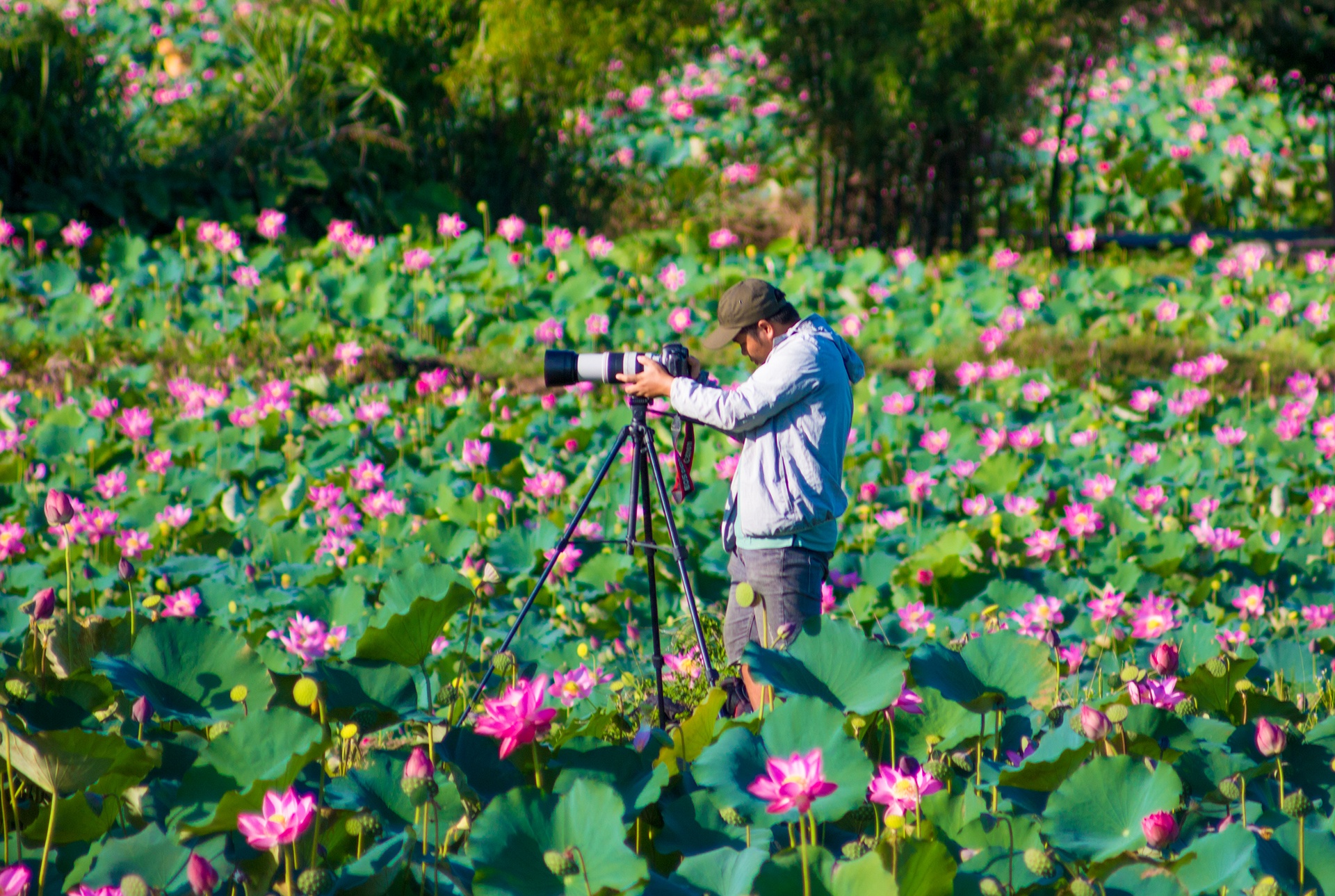 dam sen Tra Ly anh 8