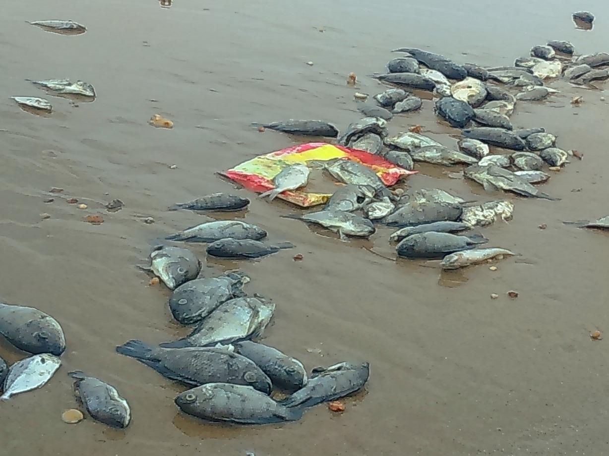 Canh sat dieu tra trach nhiem so, nganh vu Formosa xa doc hinh anh