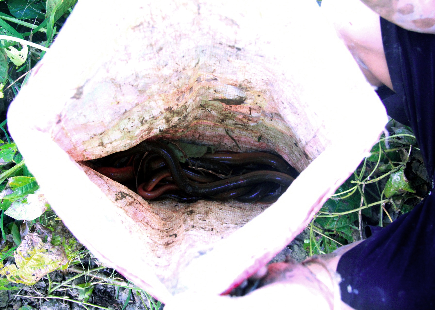 Nghe bat luon dong Xu nghe anh 14