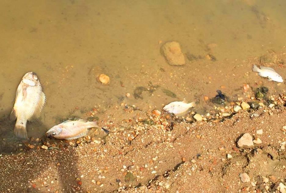 Ca ro phi chet bat thuong o dap Khe Bo hinh anh