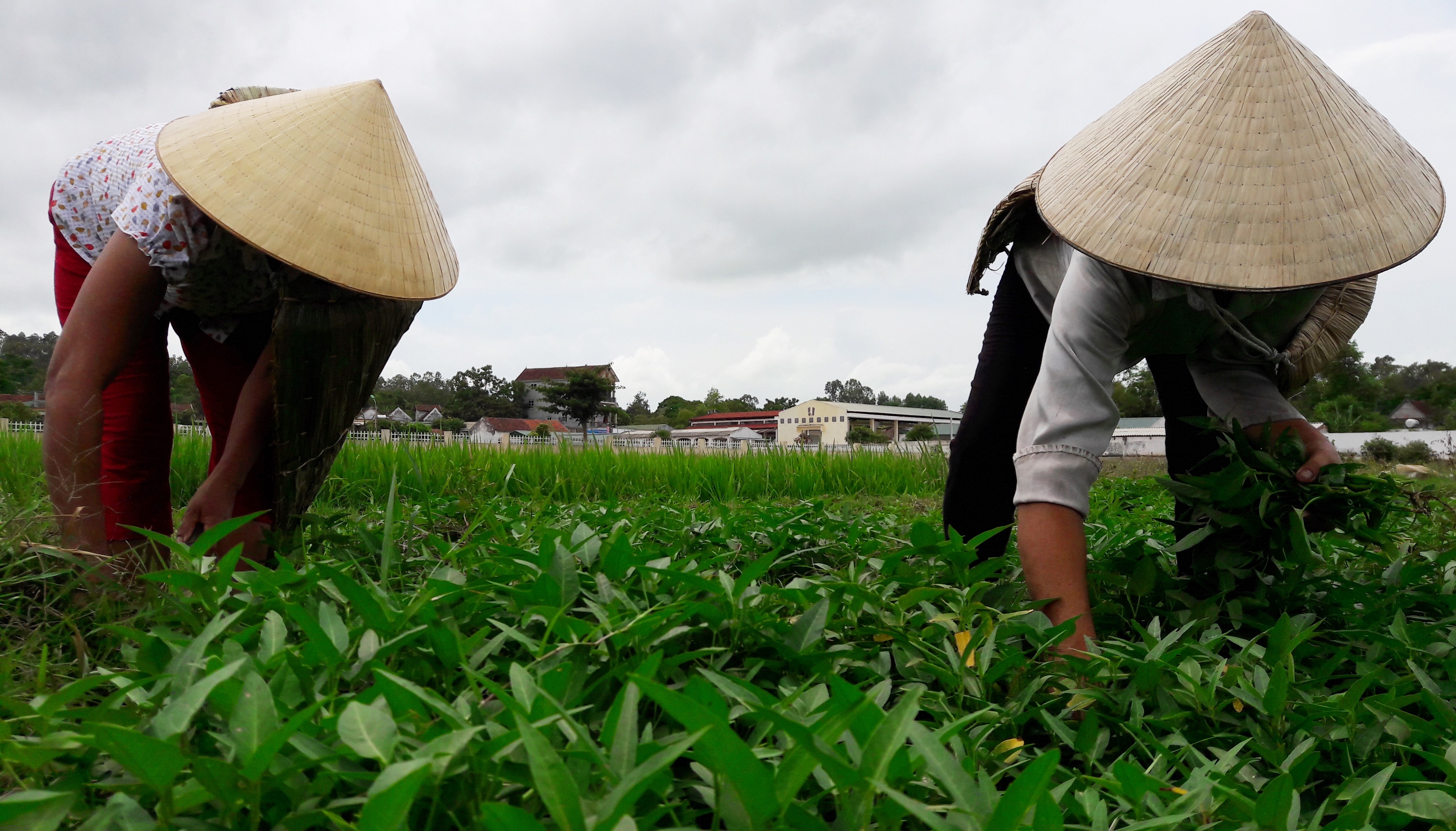 Nghe lam ao toi anh 2