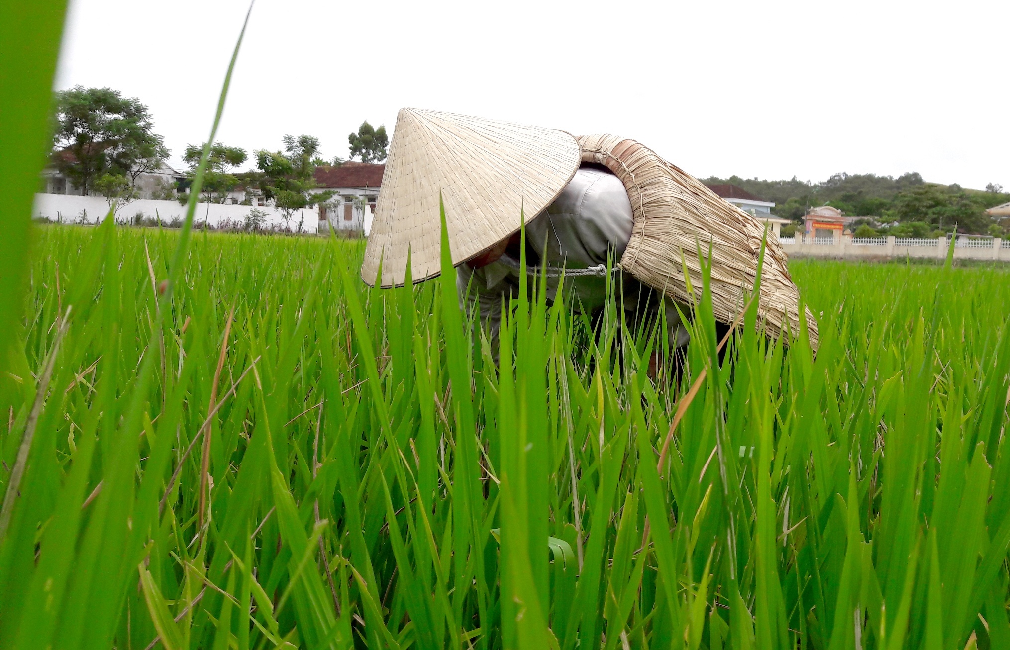 Nghe lam ao toi anh 1