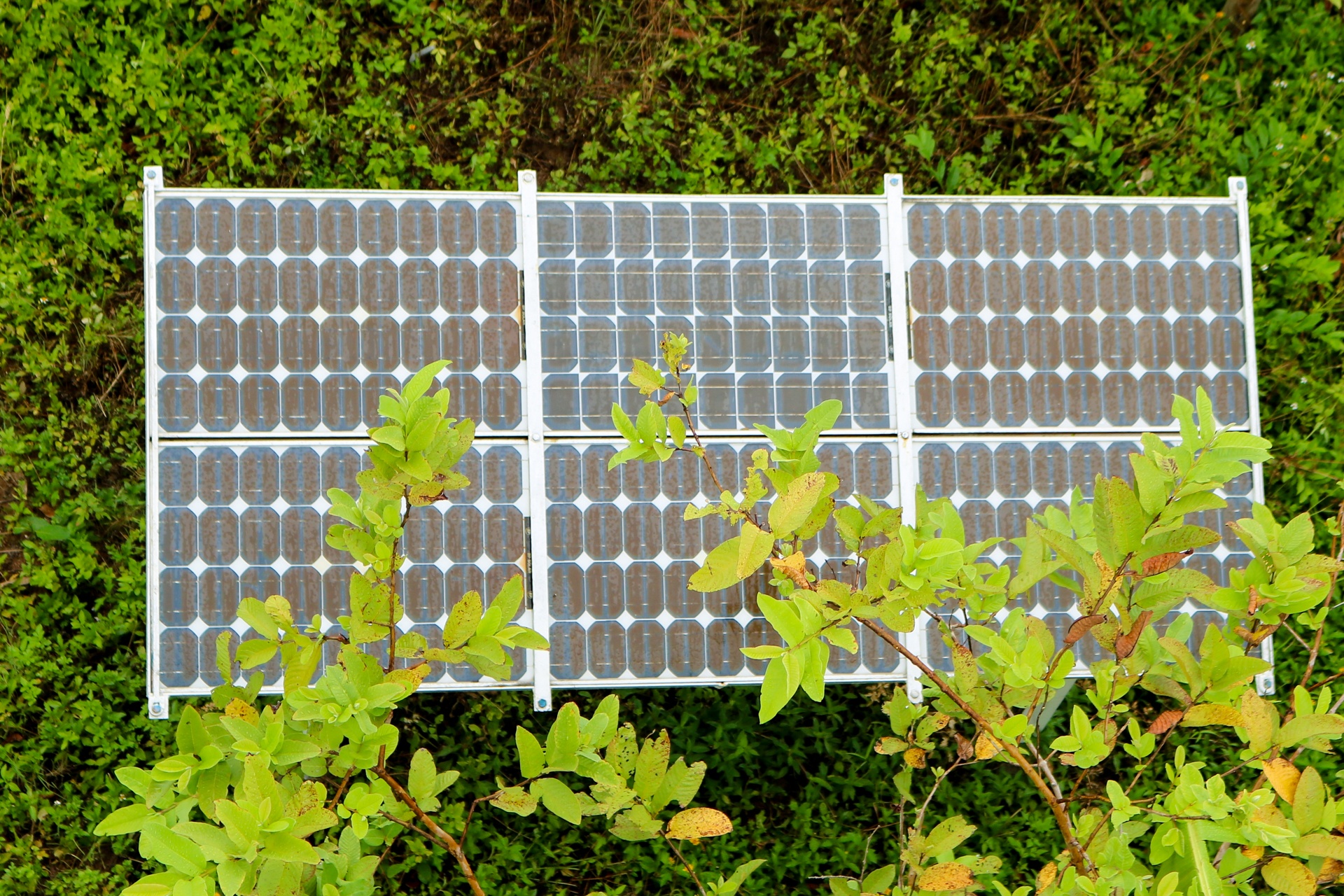 Ngon hai dang co hon 100 tuoi tren ban dao Son Tra anh 7