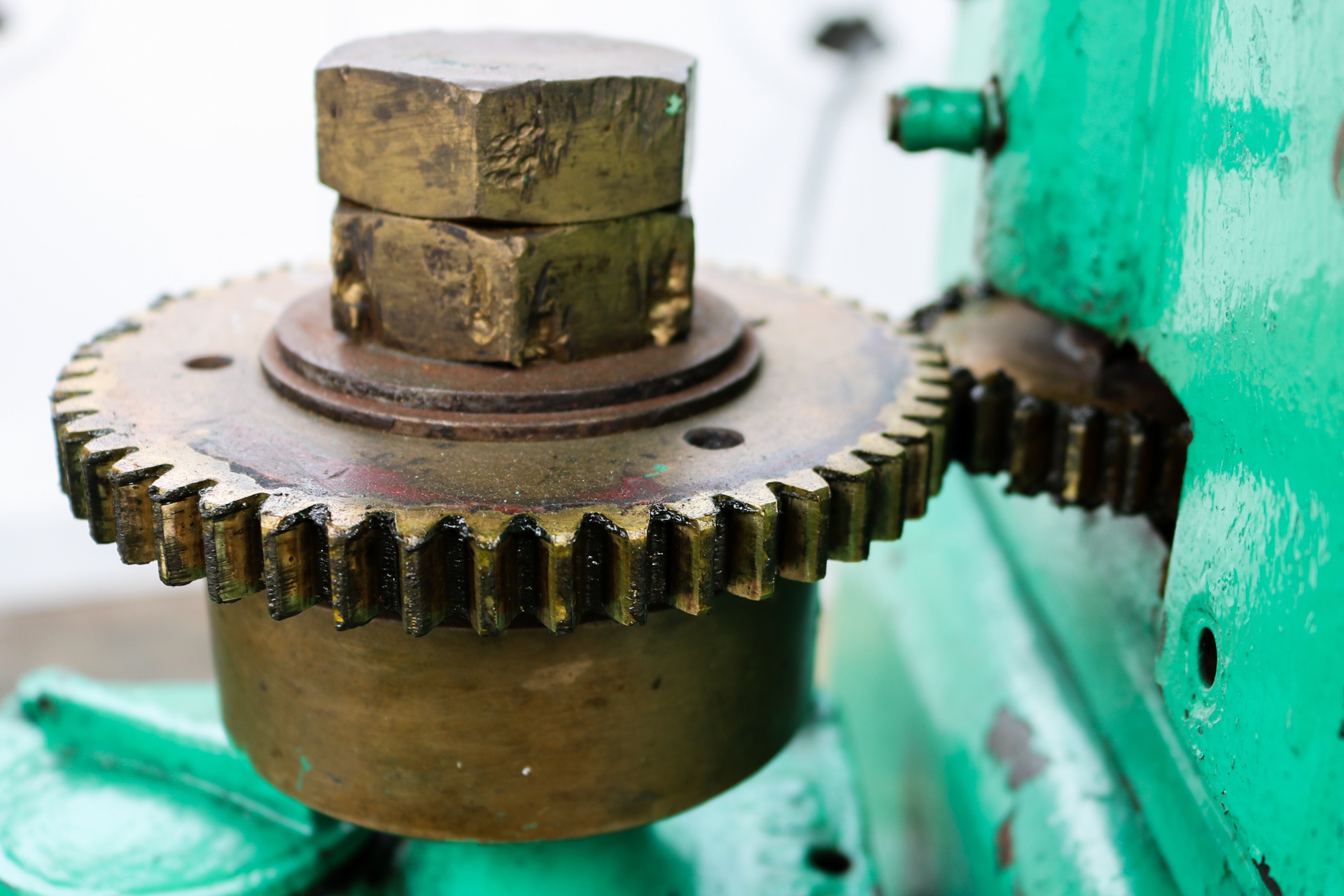 Ngon hai dang co hon 100 tuoi tren ban dao Son Tra anh 6