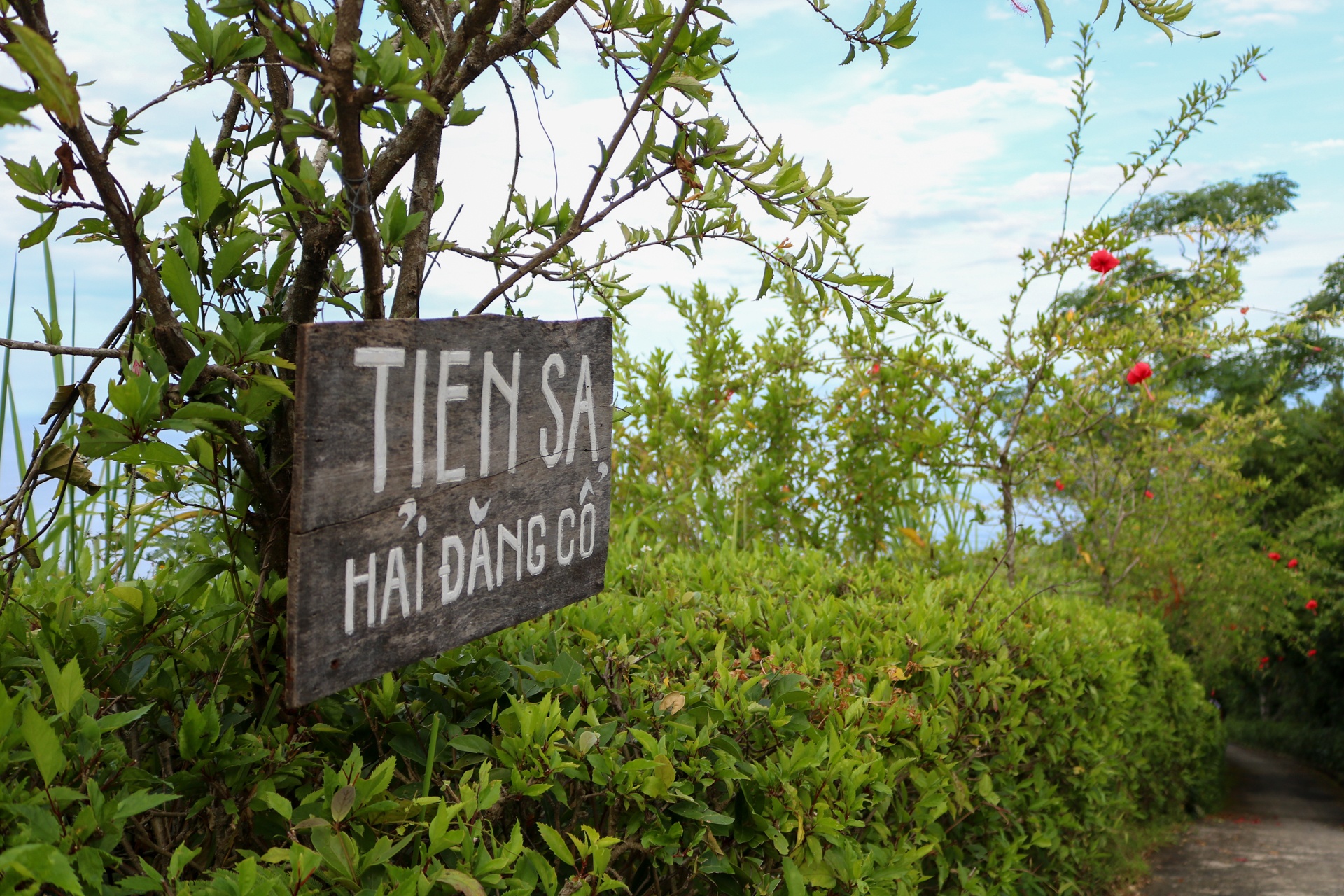 Ngon hai dang co hon 100 tuoi tren ban dao Son Tra anh 2