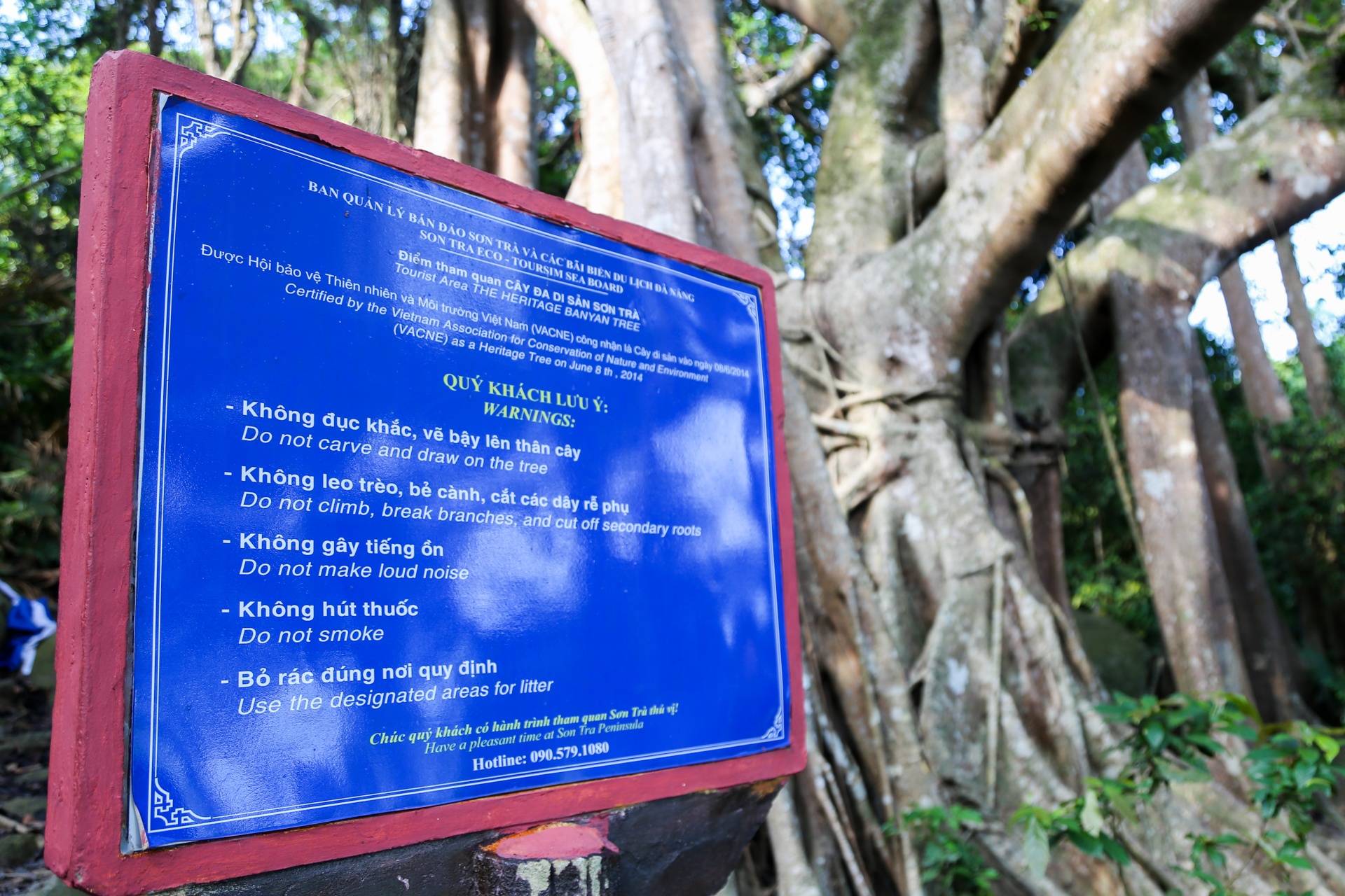 Cay da di san tren dinh nui Son Tra anh 7