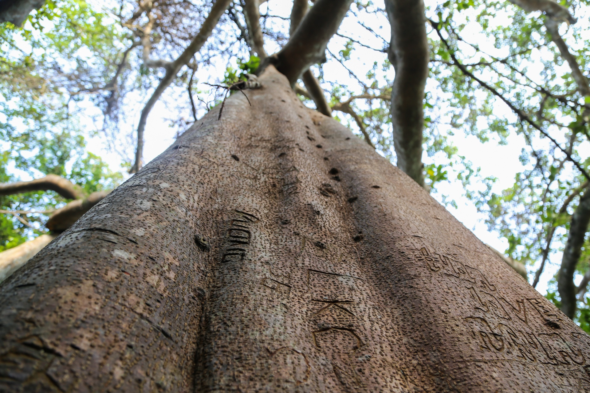 Cay da di san tren dinh nui Son Tra anh 8