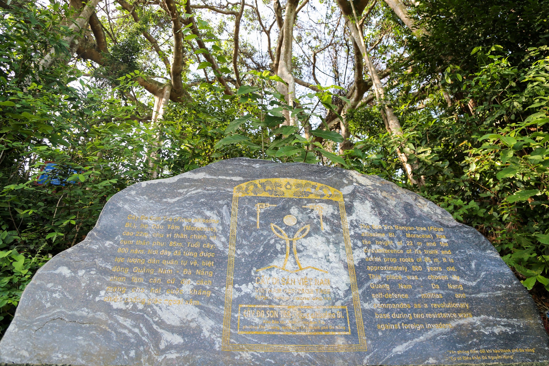 Cay da di san tren dinh nui Son Tra anh 5
