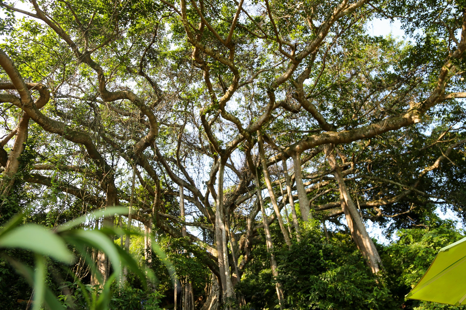 Cay da di san tren dinh nui Son Tra anh 2