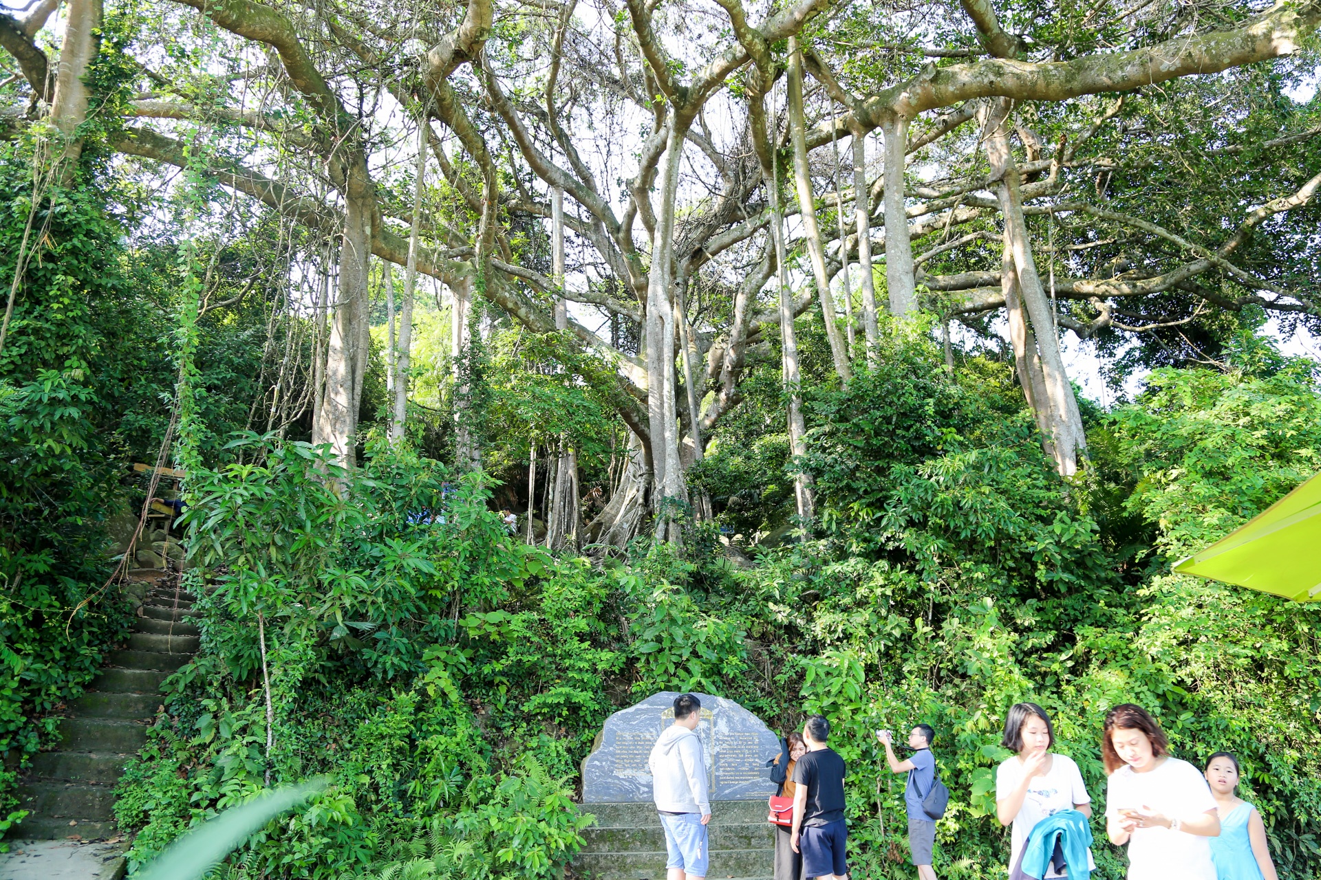 Cay da di san tren dinh nui Son Tra anh 1