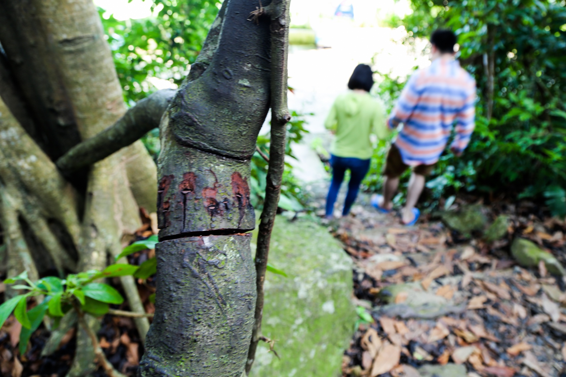 Cay da di san tren dinh nui Son Tra anh 9