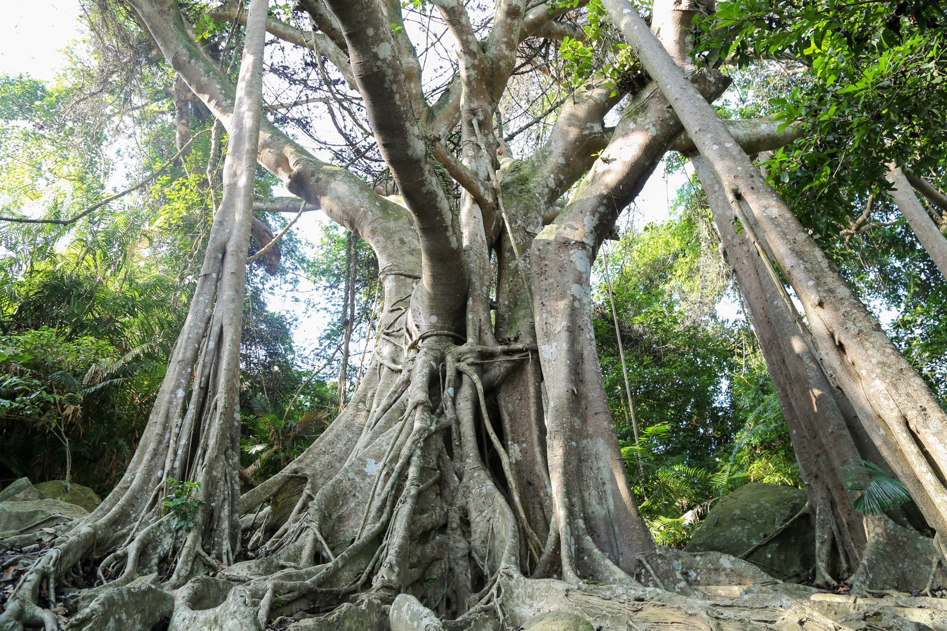 Cay da di san tren dinh nui Son Tra anh 3