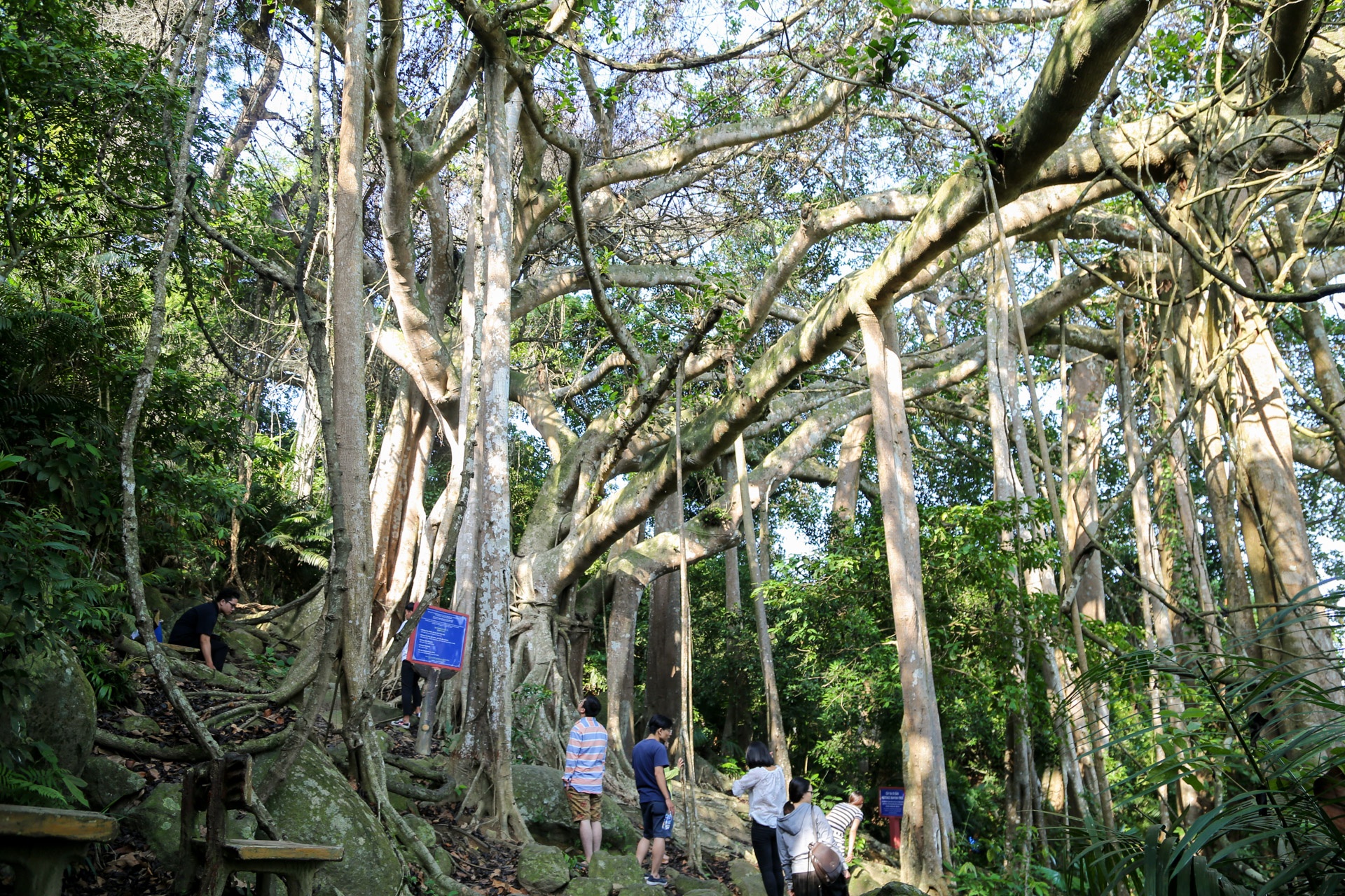 Cay da di san tren dinh nui Son Tra anh 4
