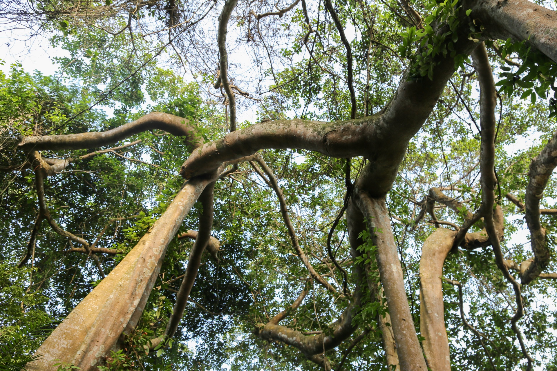 Cay da di san tren dinh nui Son Tra anh 6