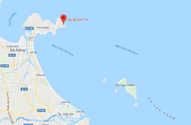 Cay da di san tren dinh nui Son Tra anh 11