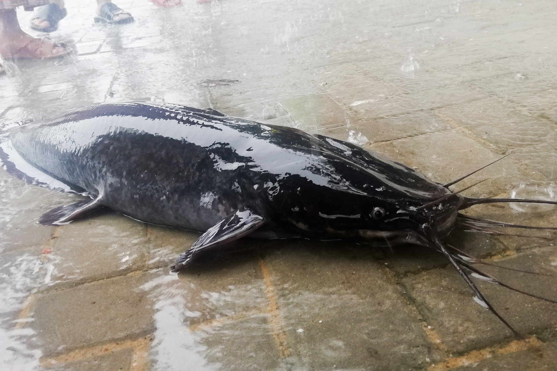 Dan Da Nang ra duong cau ca trong mua ngap hinh anh