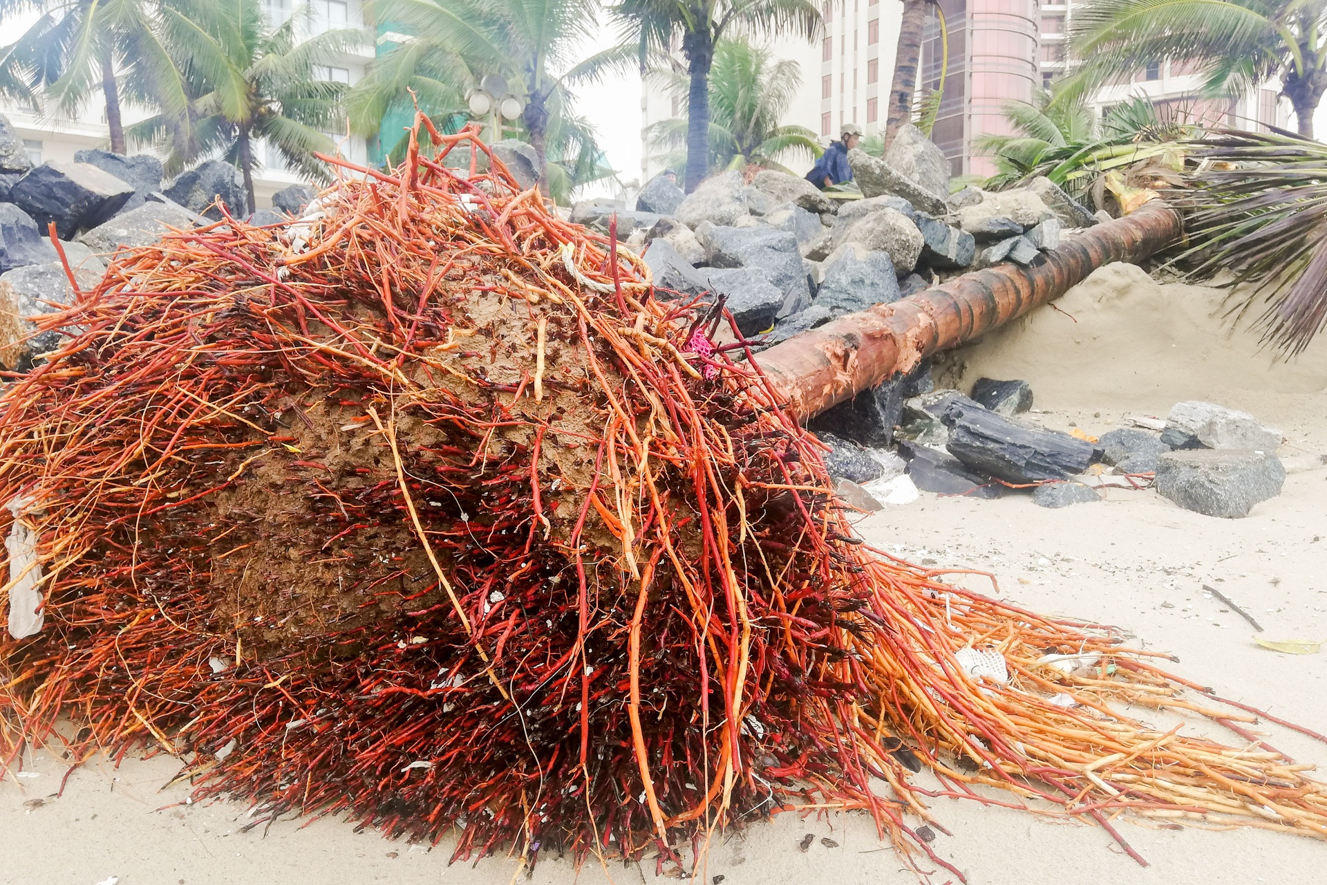 Sau ngap lut bai bien Da Nang ngap rac anh 8