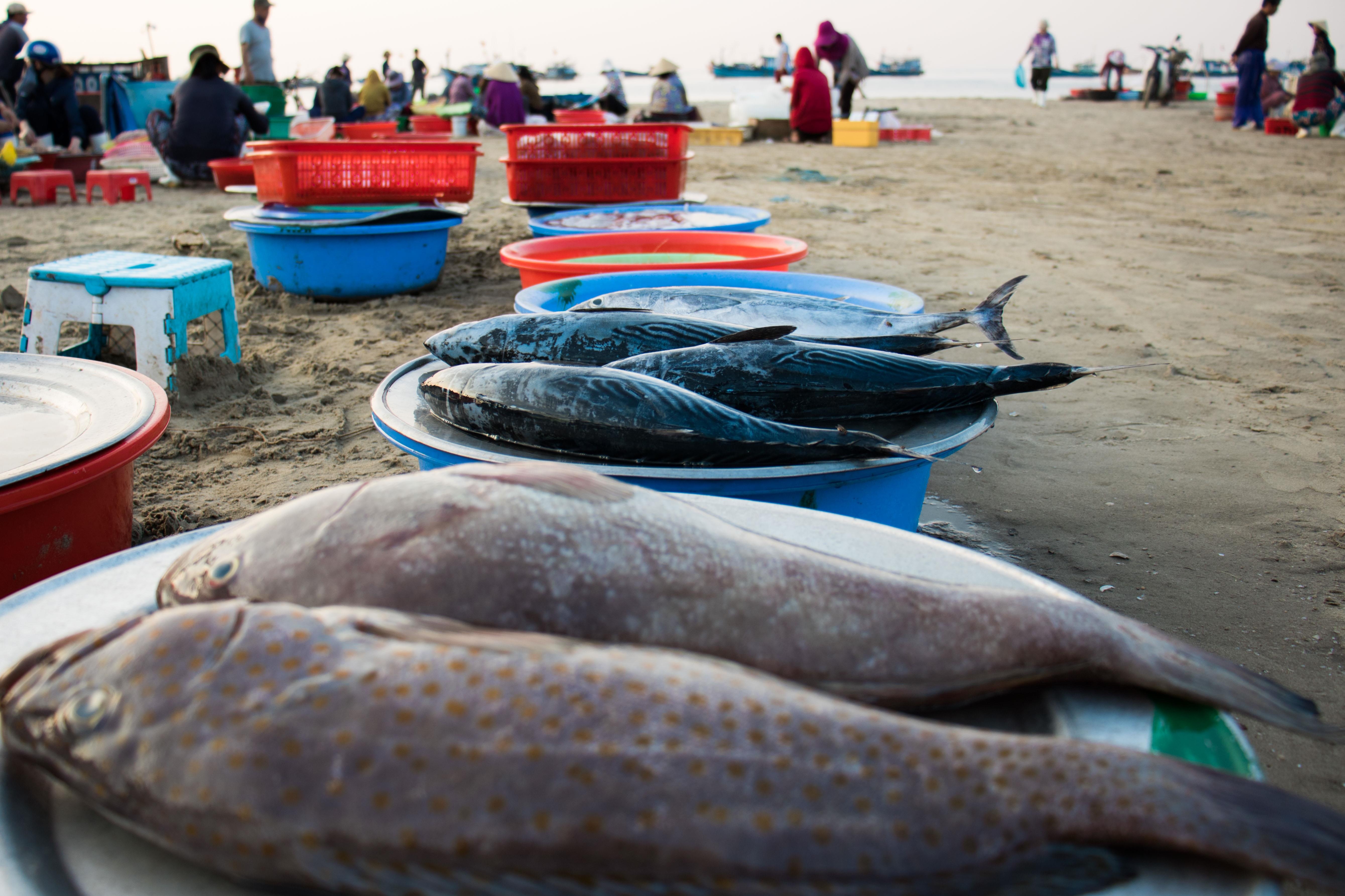 Ngu dan Da Nang trung dam me ca. anh 6