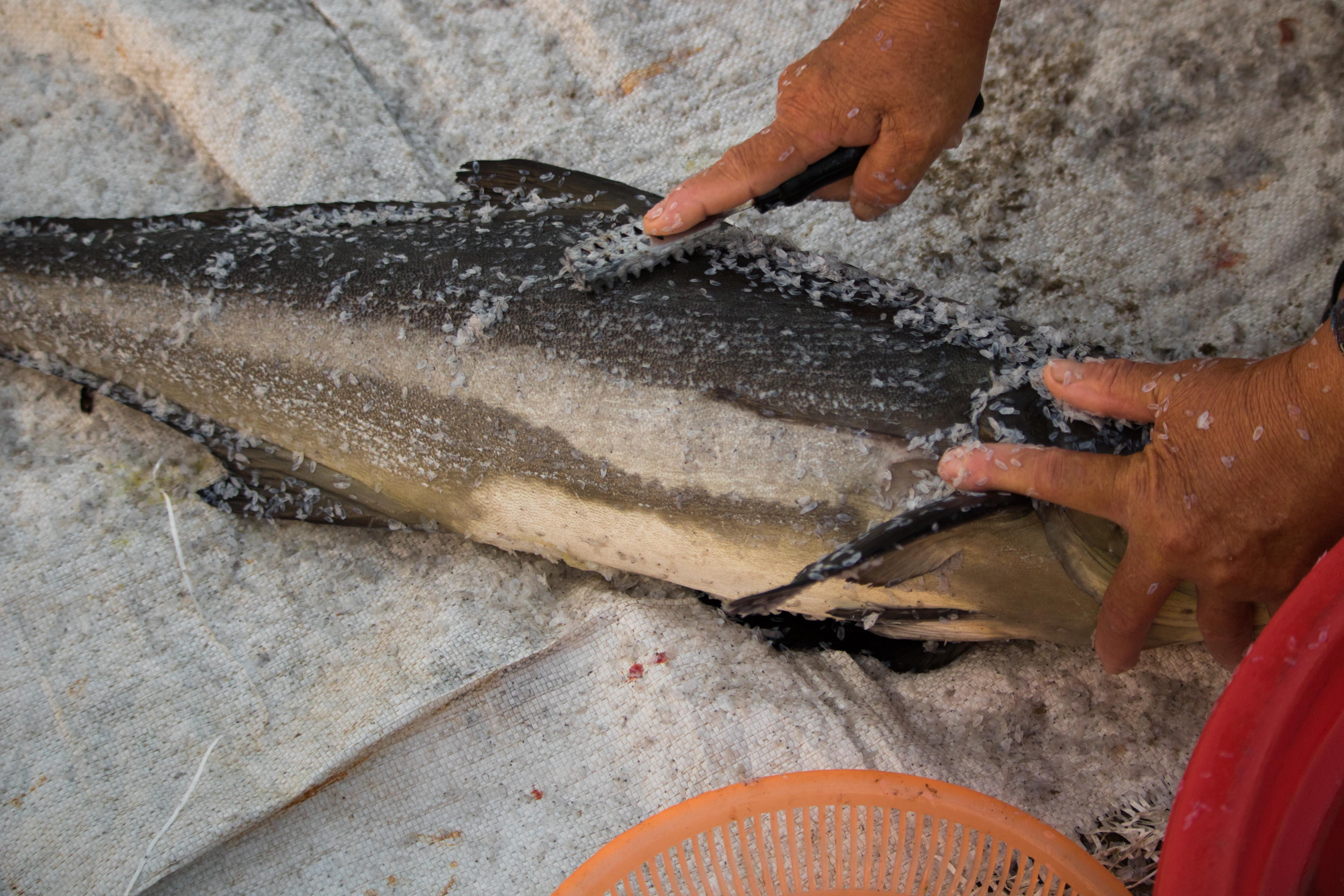 Ngu dan Da Nang trung dam me ca. anh 8