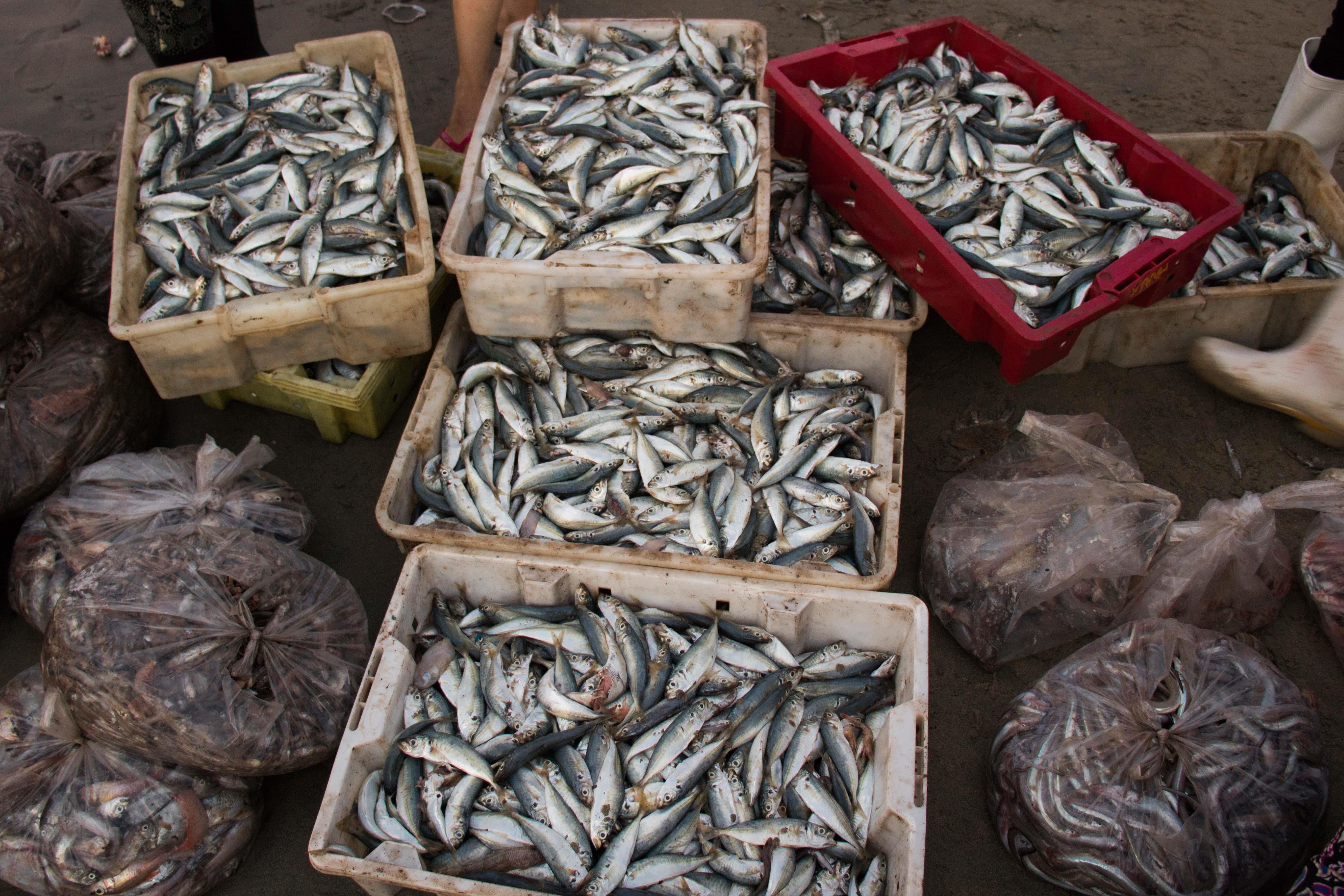 Ngu dan Da Nang trung dam me ca. anh 4