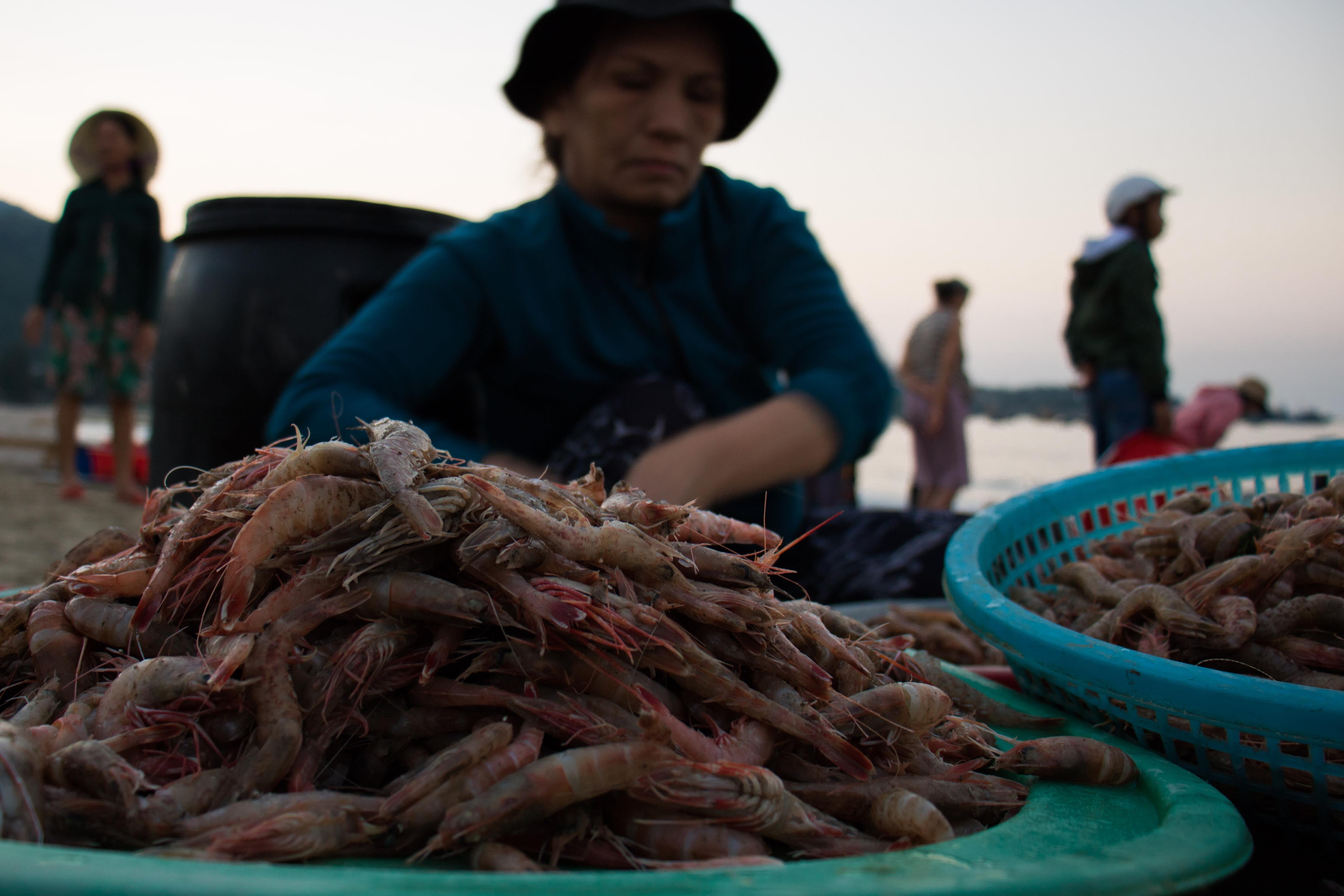Ngu dan Da Nang trung dam me ca. anh 7
