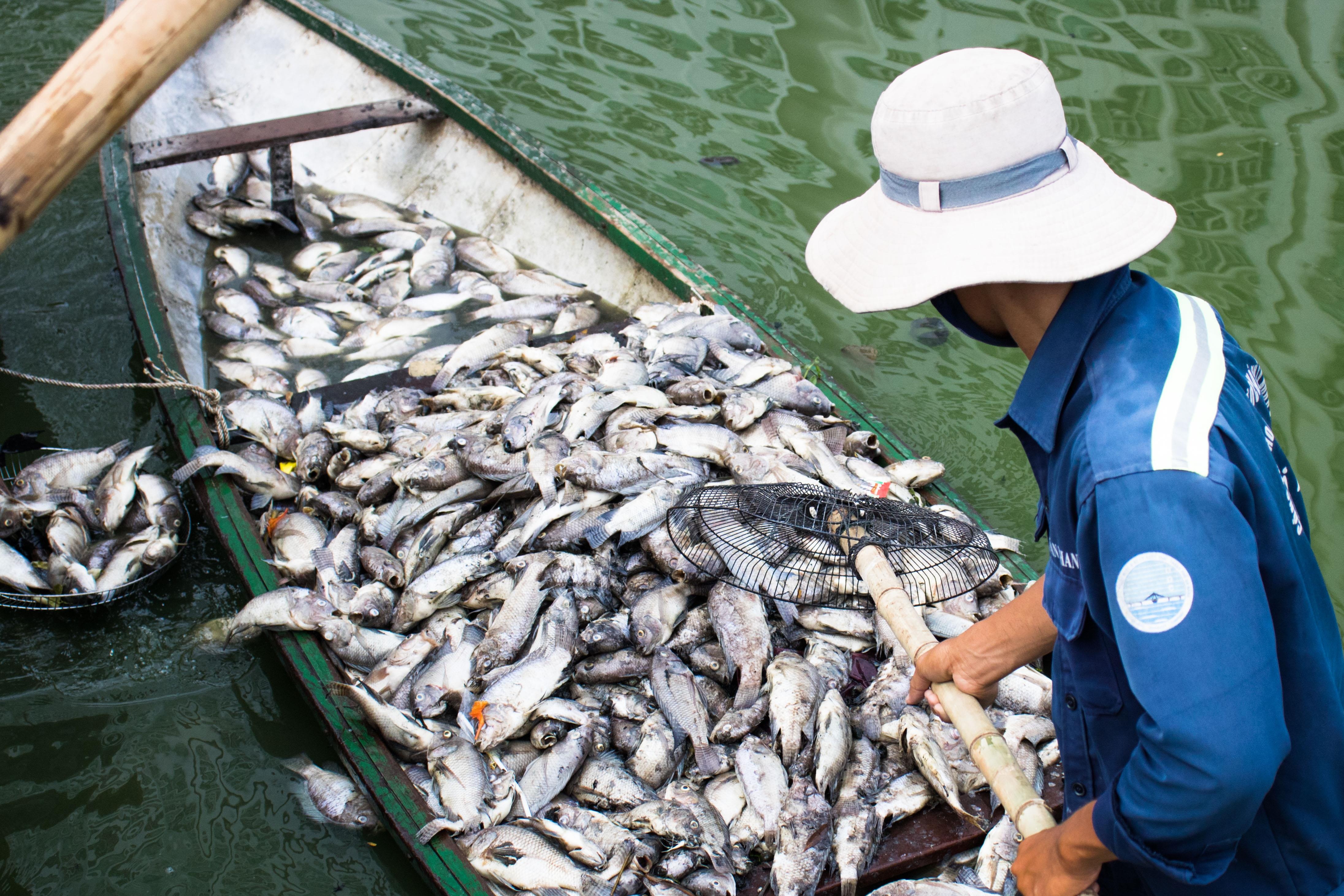 'La phoi xanh' cua Da Nang o nhiem, ca chet hang loat hinh anh