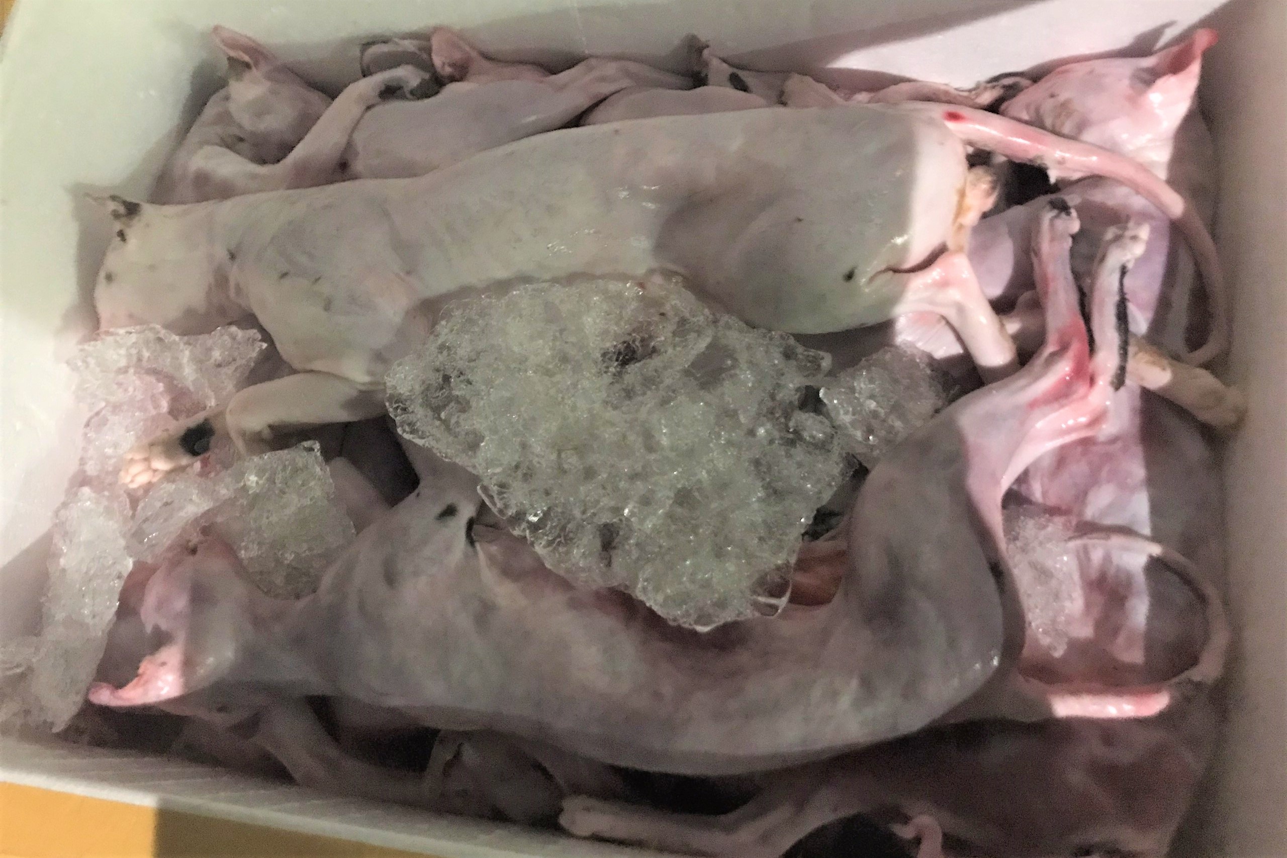 Xe giuong nam cho 600 kg thit meo boc mui hoi thoi hinh anh