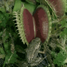 Vi sao mot so loai cay phai an thit? hinh anh