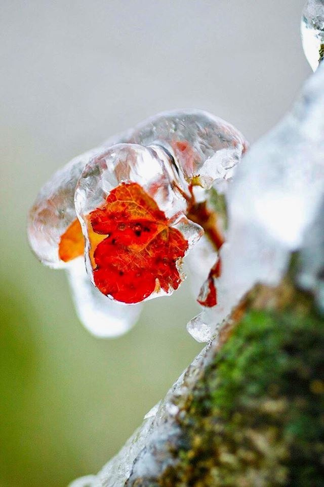 bang tuyet Mau Son anh 3