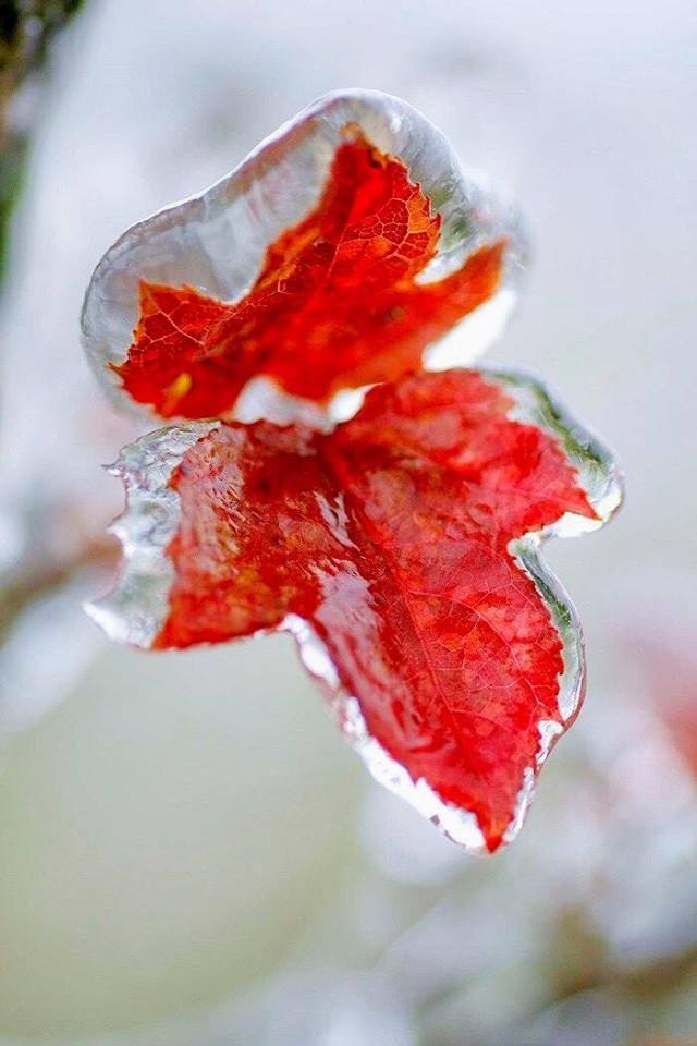 bang tuyet Mau Son anh 4