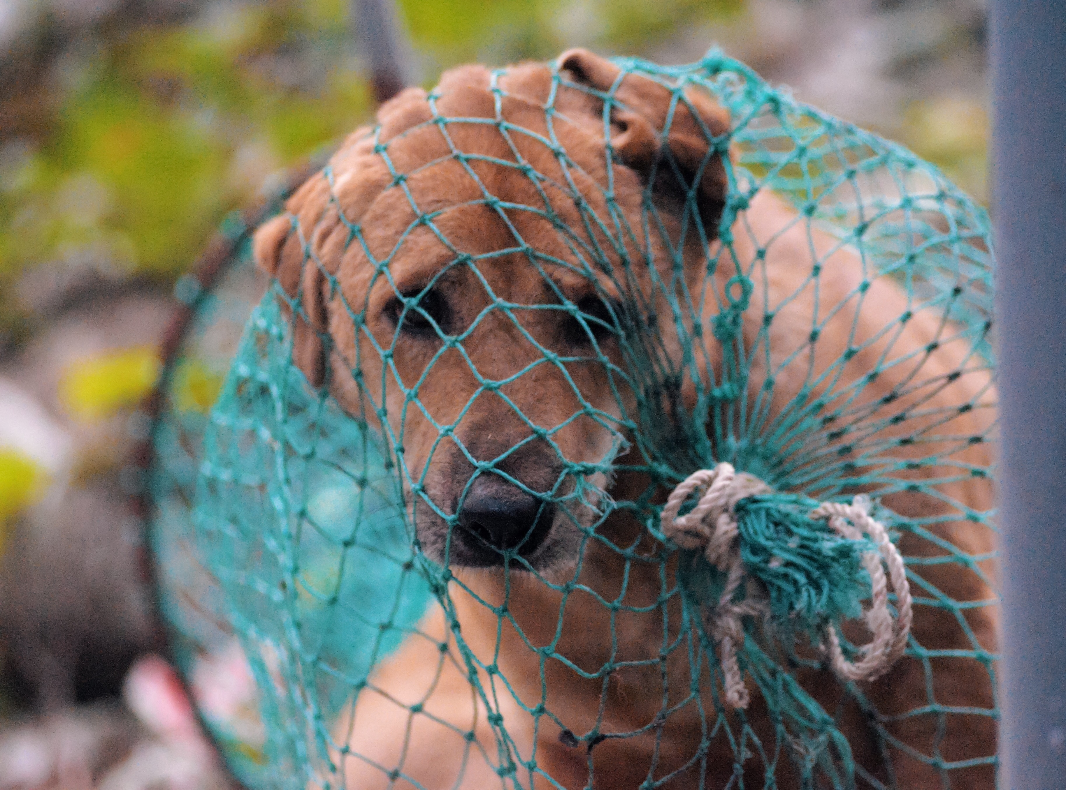 Ha Noi de xuat quan ly cho nuoi bang phan mem hinh anh