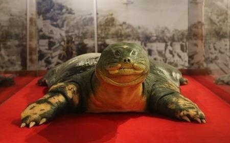 Tieu ban rua ho Guom duoc trung bay trong long kinh chong dan hinh anh