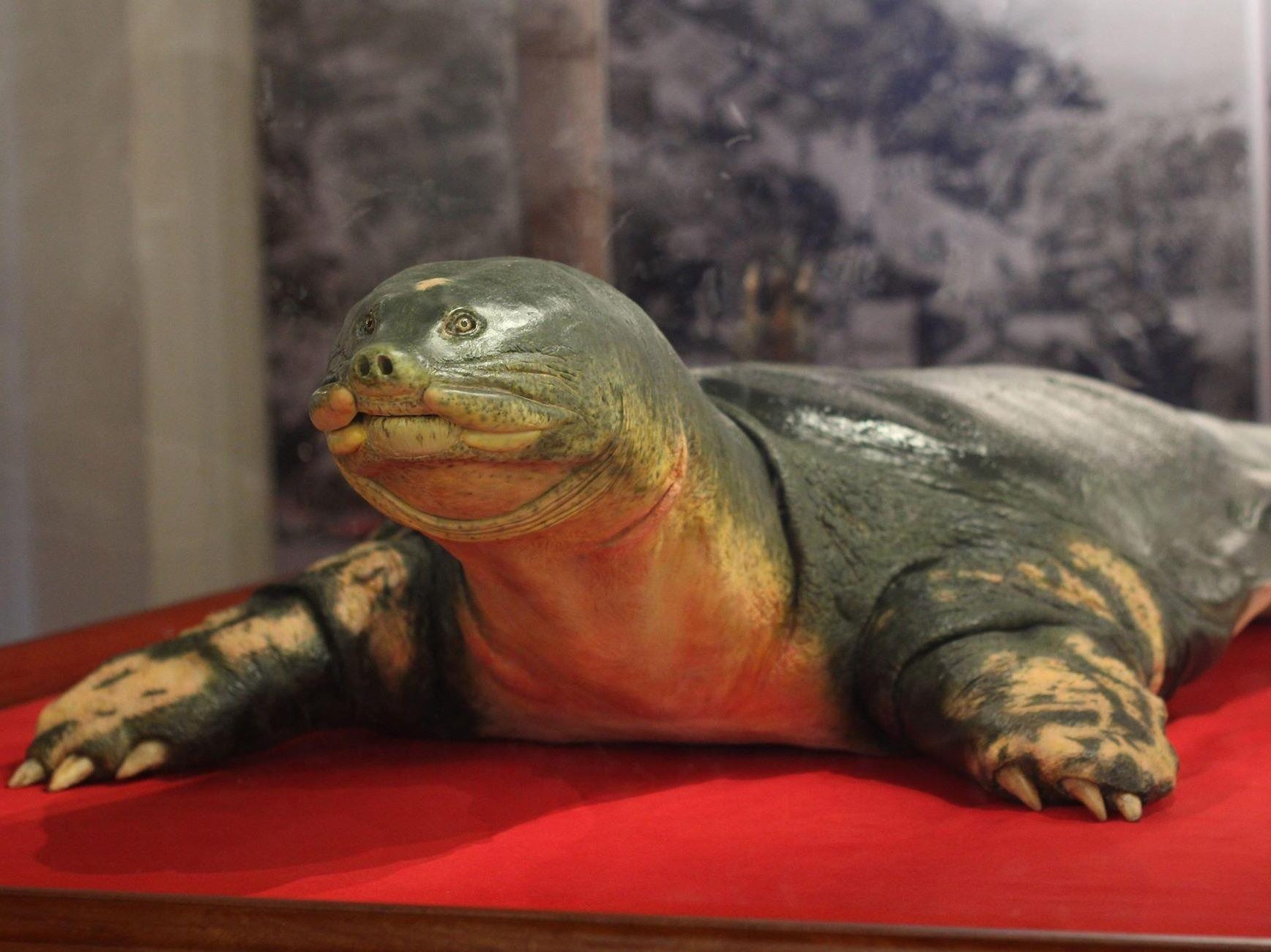 Can canh tieu ban rua ho Guom sau 2 nam phuc che hinh anh